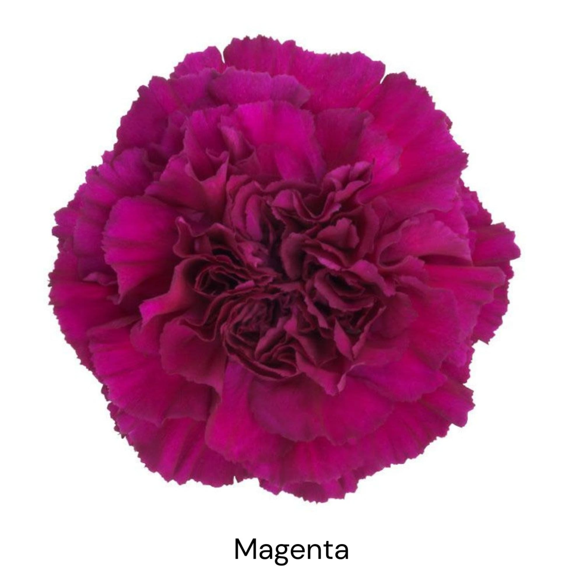 Single magenta carnation bloom on a white background
