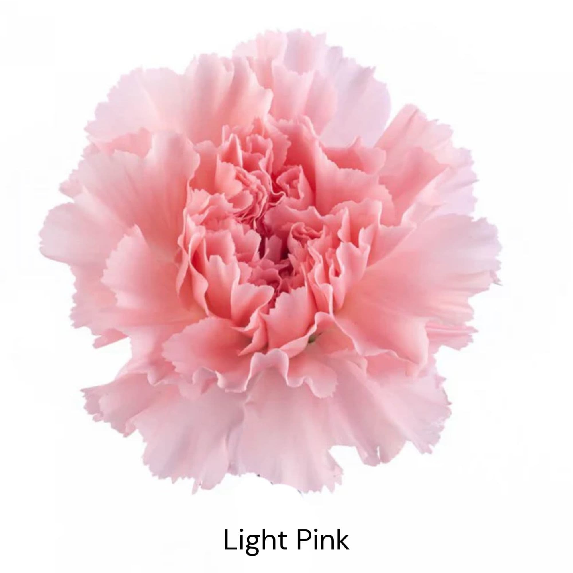 Light pink carnation bloom on a white background