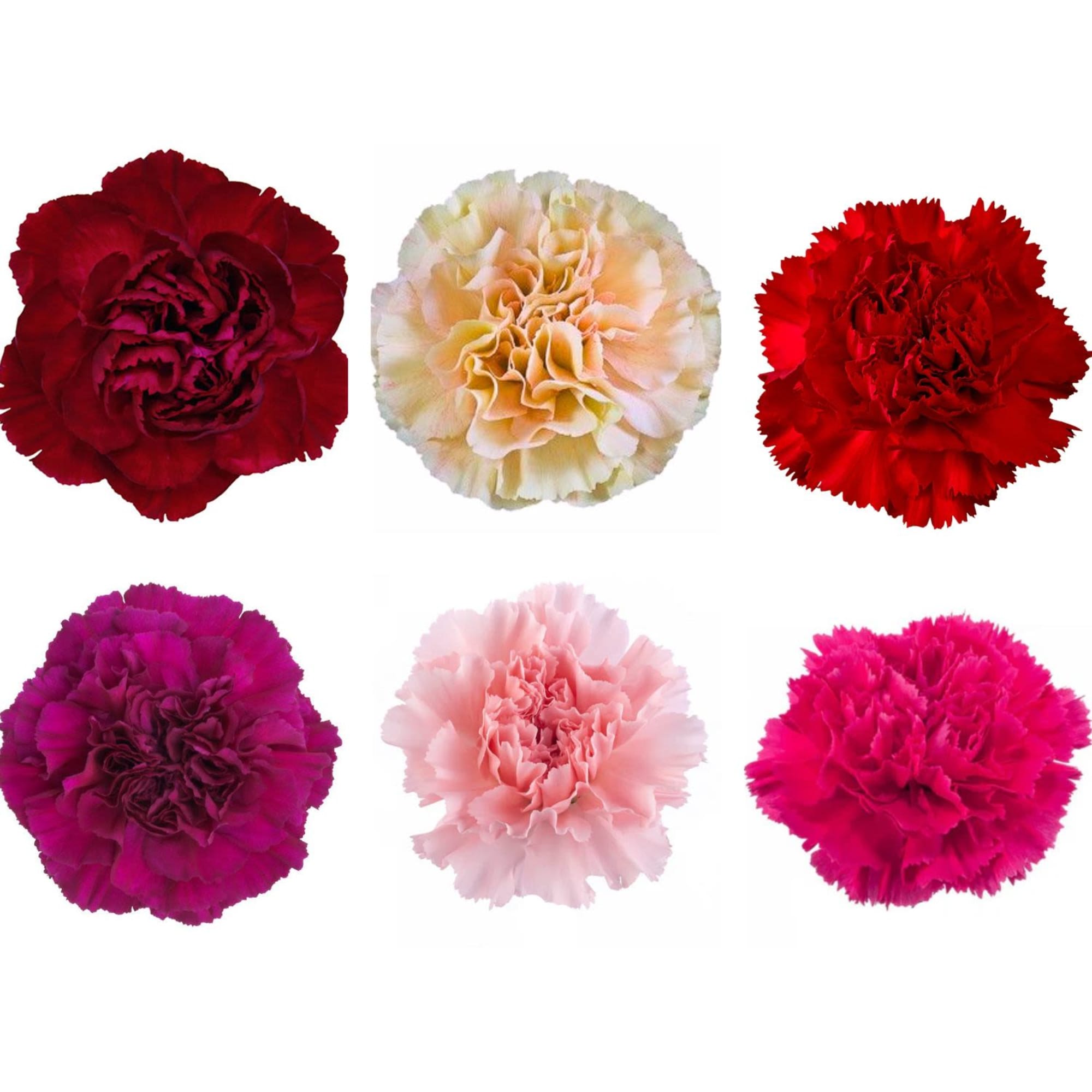 Six carnation blooms in red, pink, and cream on a white background