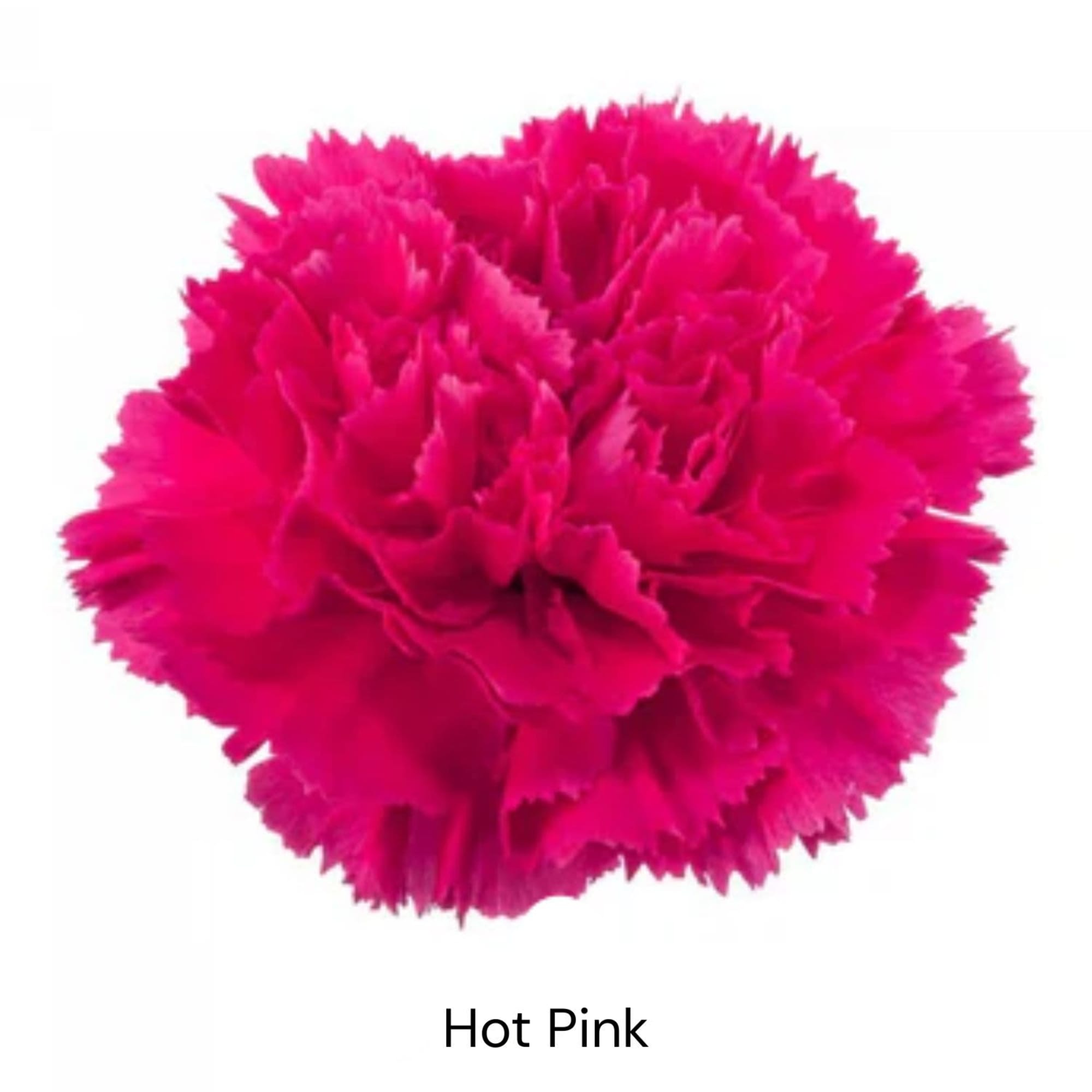Hot pink carnation bloom on a white background