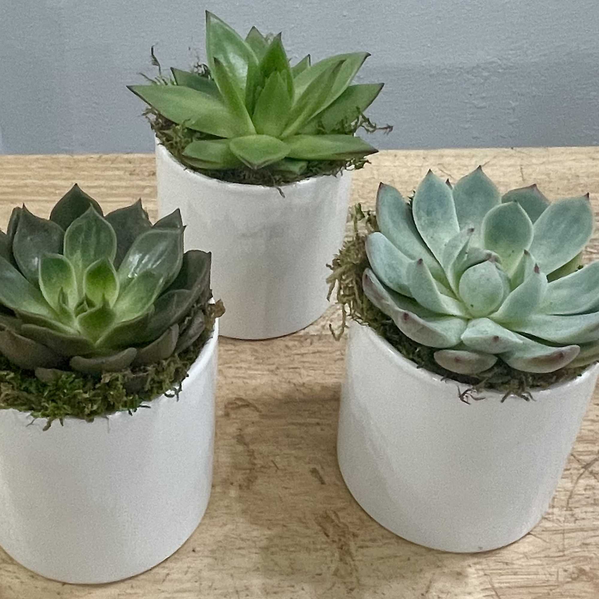 Clean rosette succulents in three crisp white ceramic pots make a calm