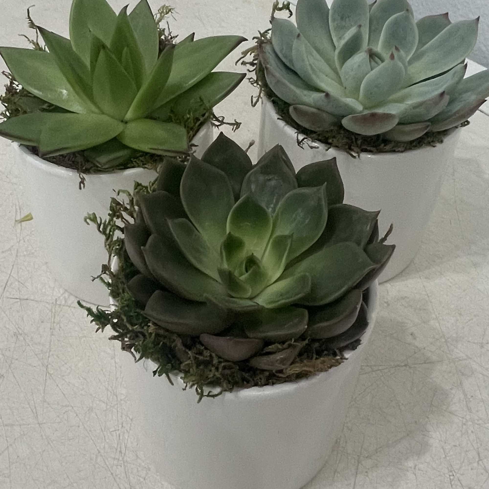Clean rosette succulents in three crisp white ceramic pots make a calm