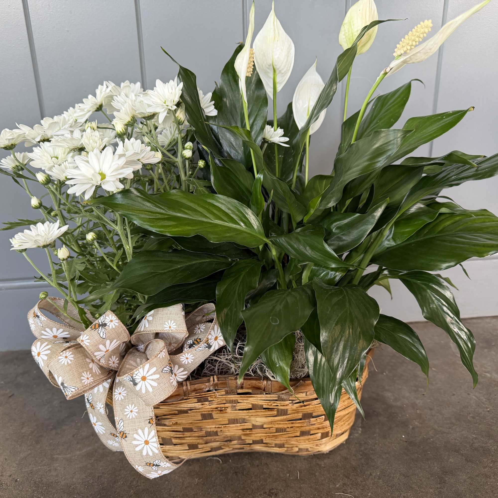 Double Plant Basket containing 2 six inch diameter pot plants- peace lily