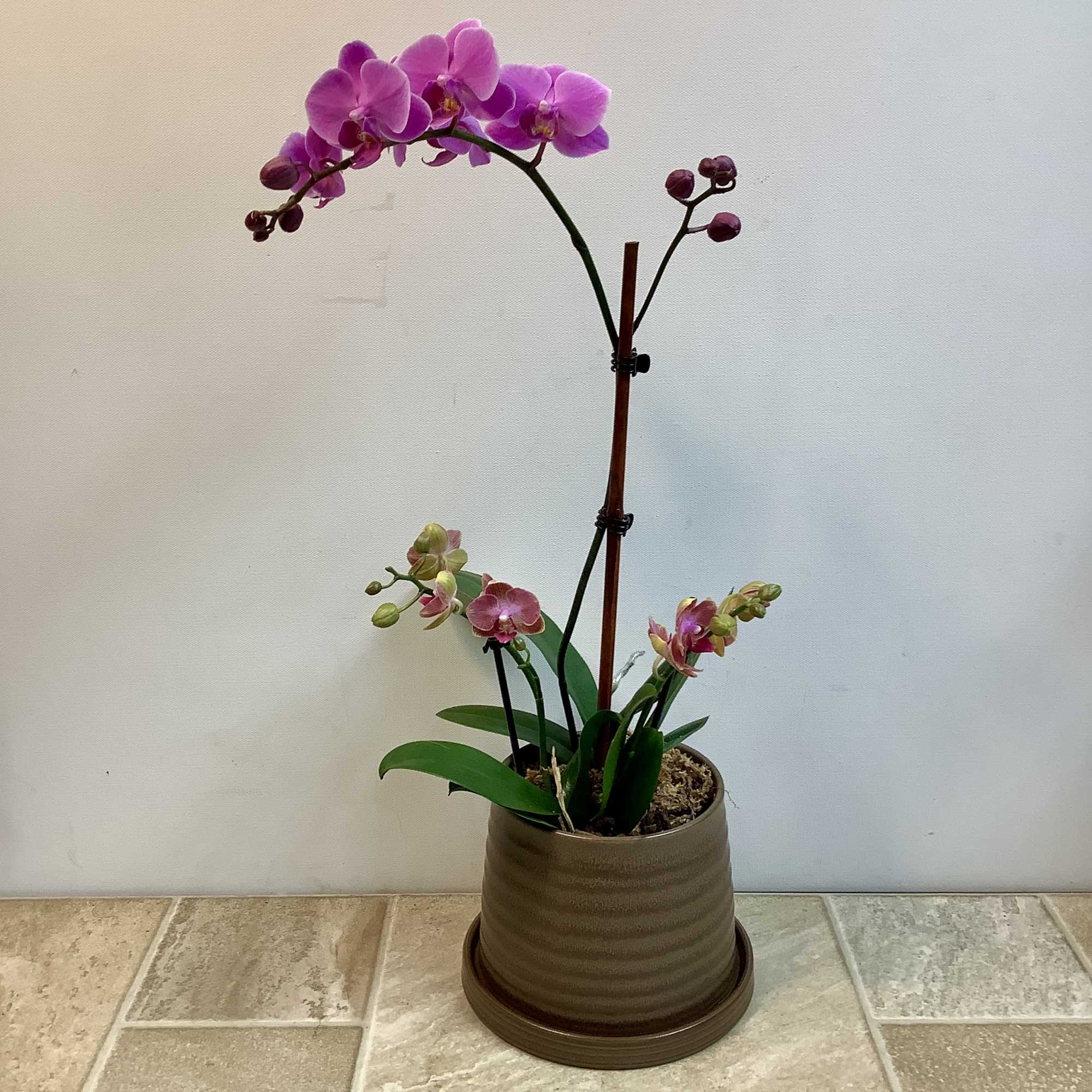 Orchids are uniquely beautiful and a wonderful surprise for any plant enthusiast.