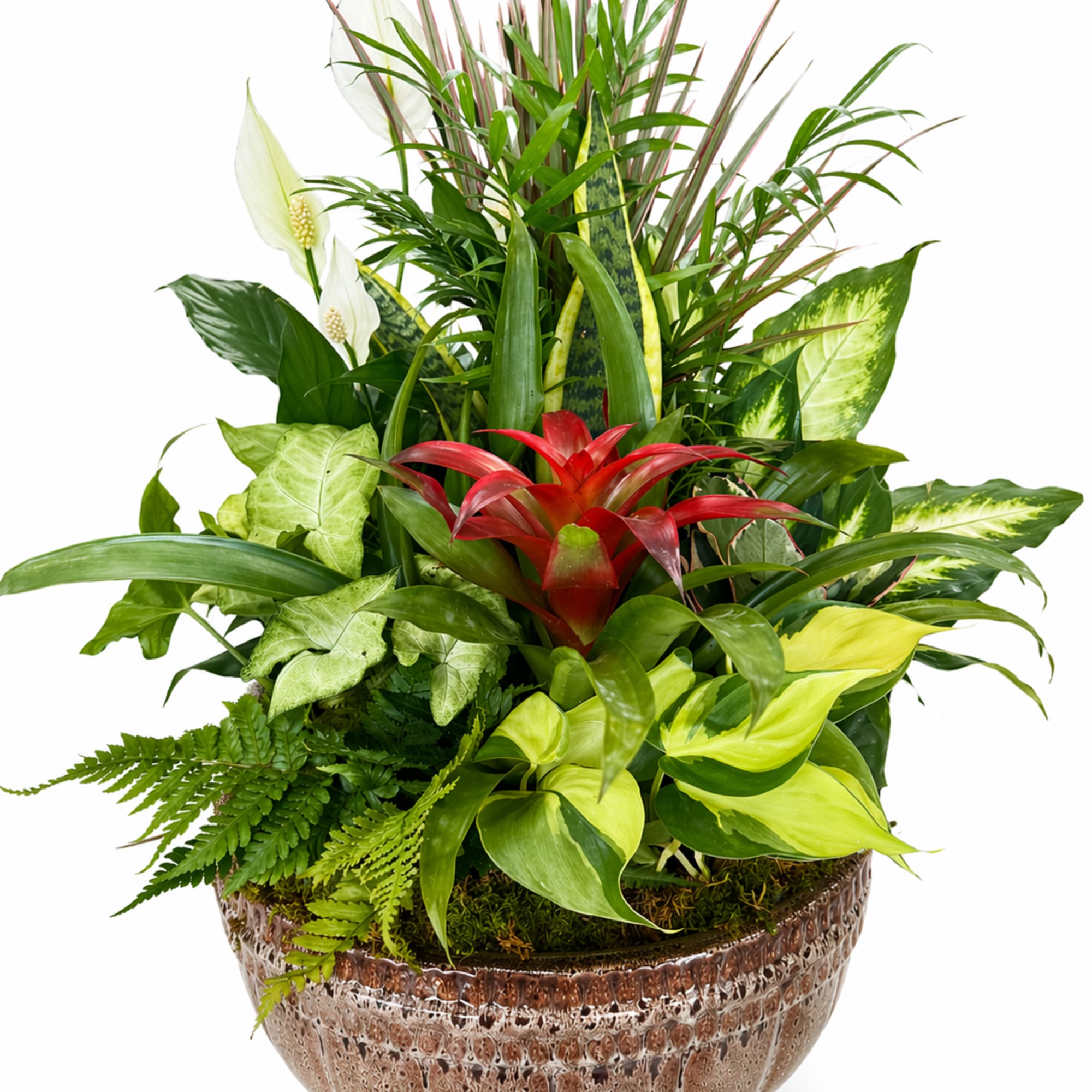 Our lush ceramic dish gardens are thoughtfully designed with a beautiful mix