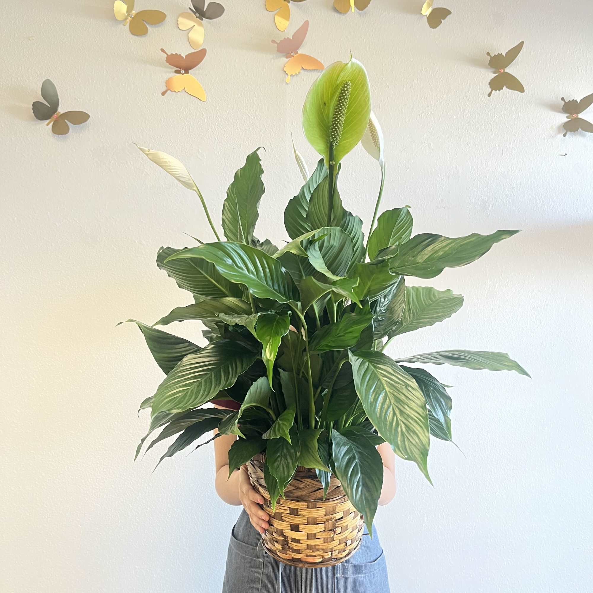 Peace lily plant in a basket 

