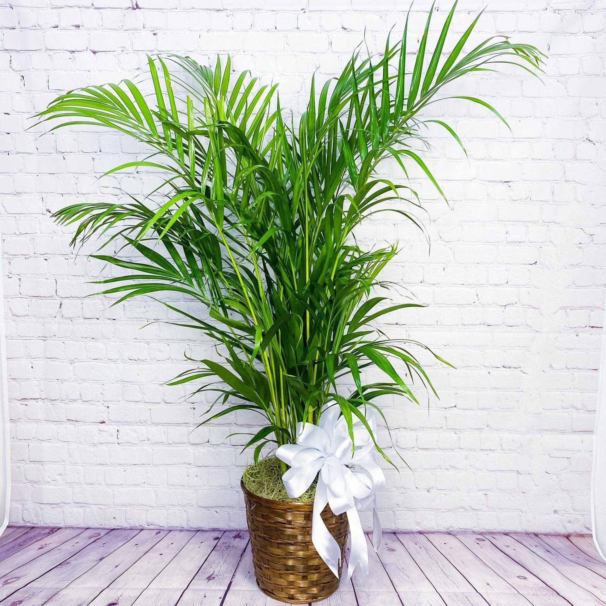 Potted palm plant in a woven basket with a white ribbon