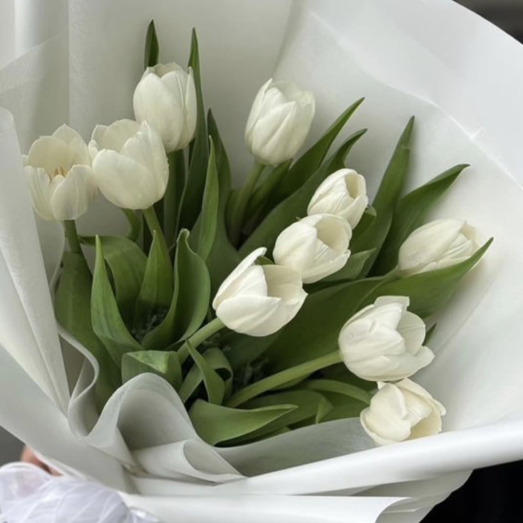 10pc Tulip Wrapped on paper 