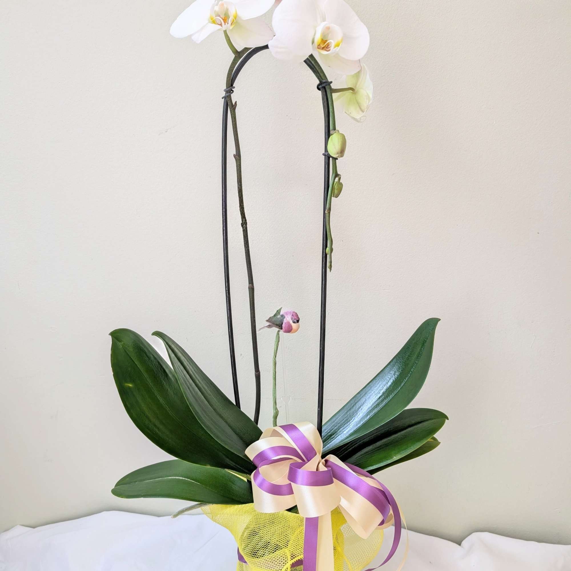 A beautiful and classic single stem white orchid. Perfect for all occasions