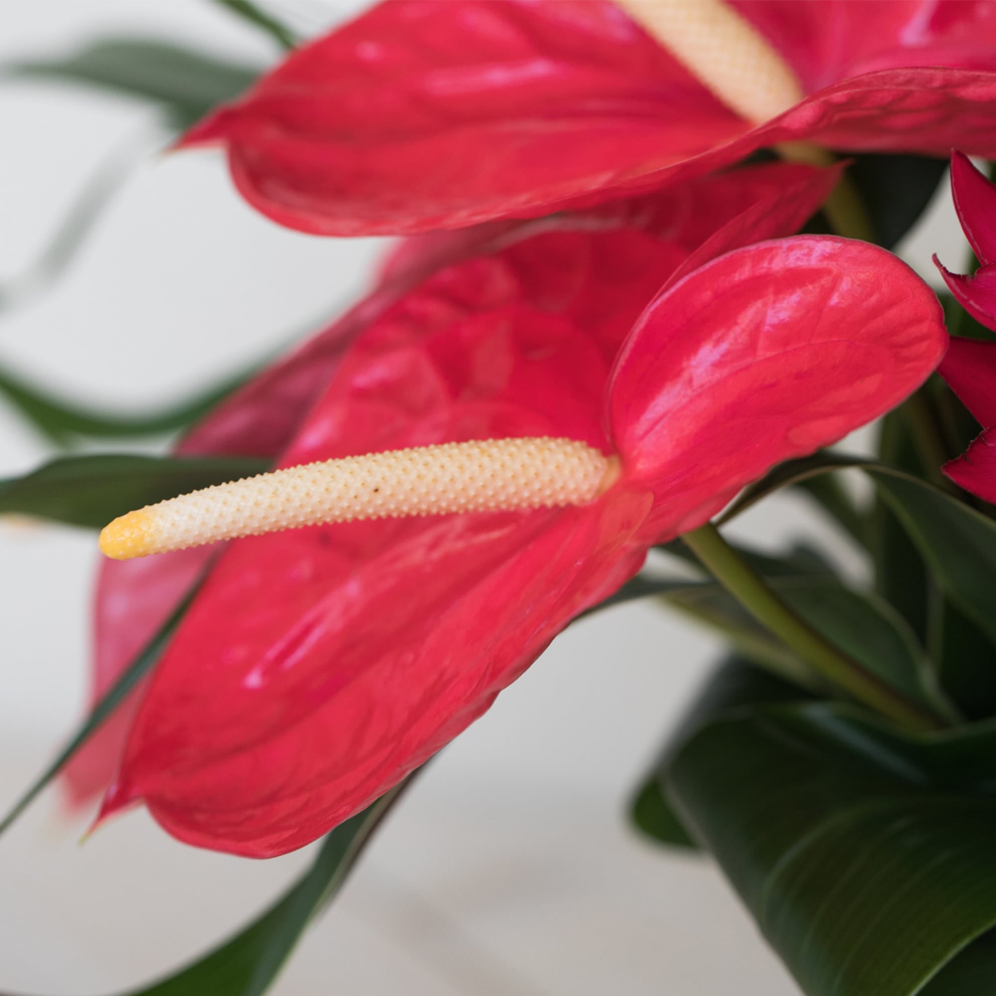 Illuminate any office or home with our vibrant and cheerful tropical flower