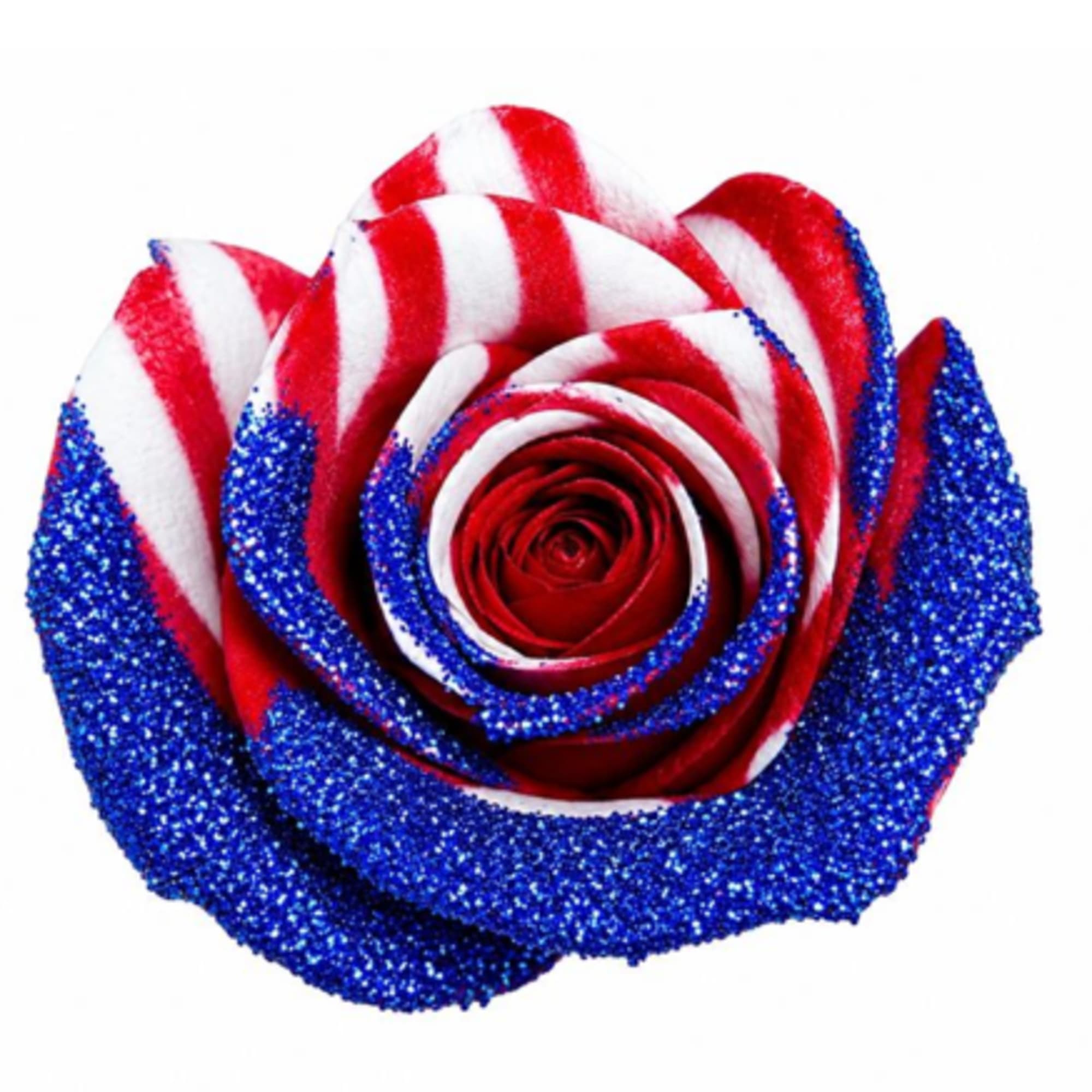 Limited edition- painted natural rose, designed for special 250 year celebration.