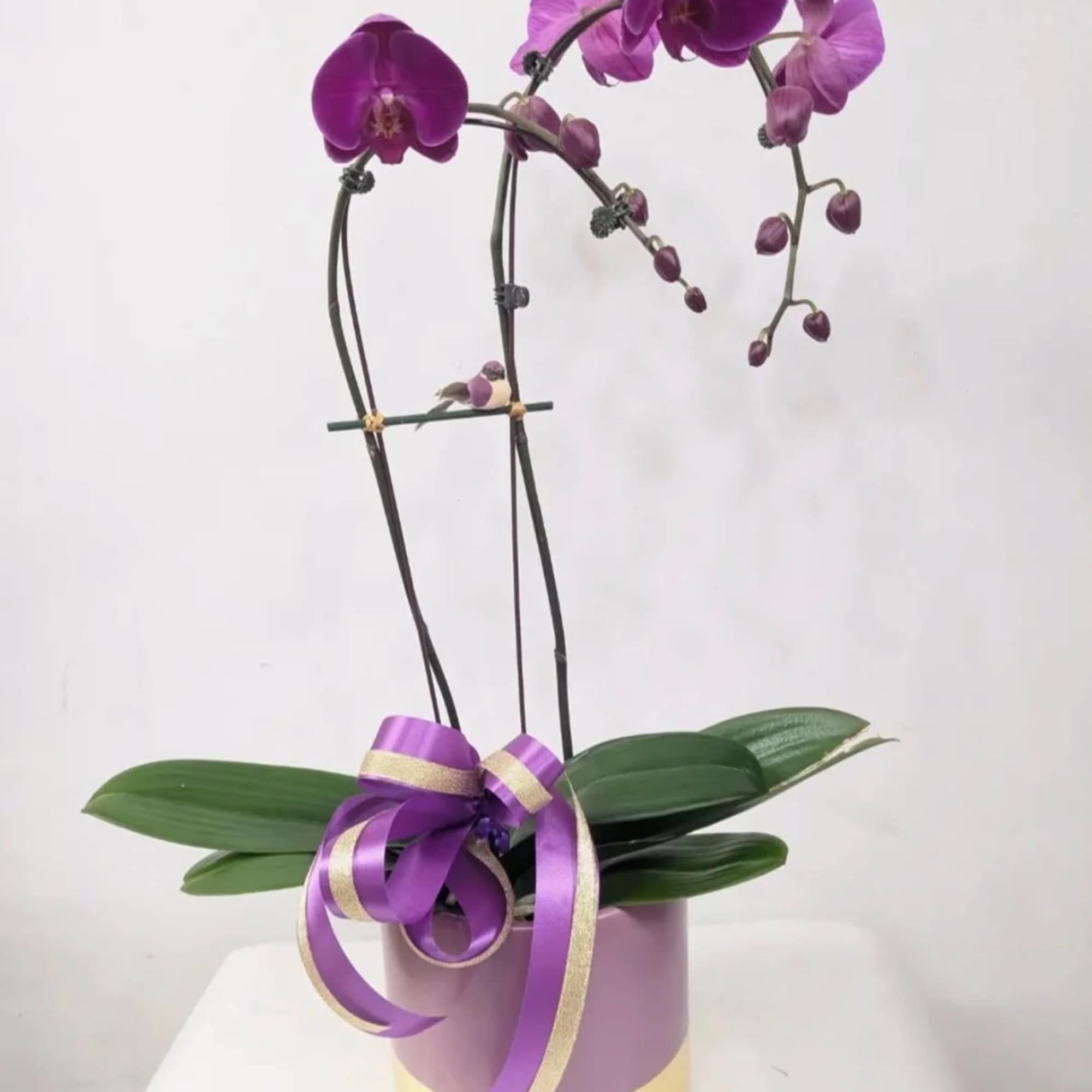 A beautiful and classic single stem purple/colored orchid. Perfect for all occasions
