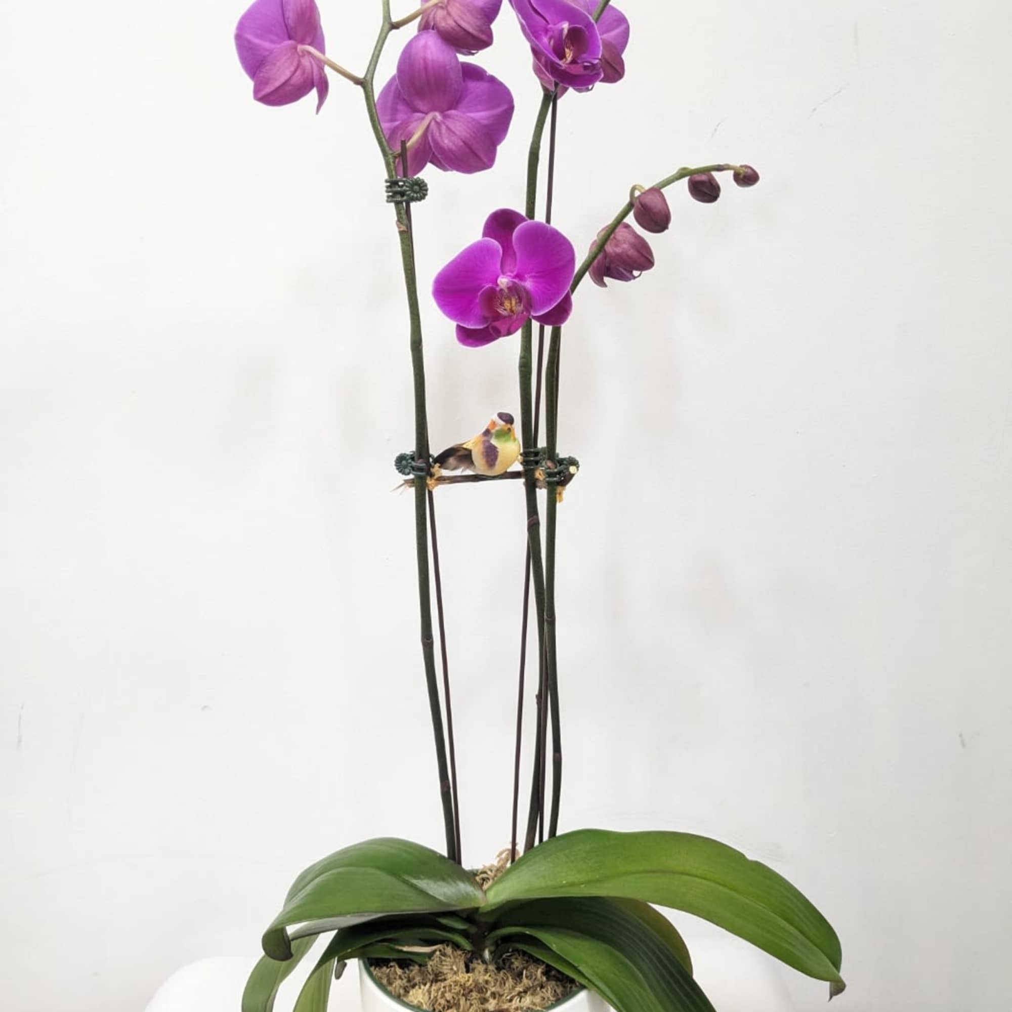 A beautiful and classic single stem purple/colored orchid. Perfect for all occasions