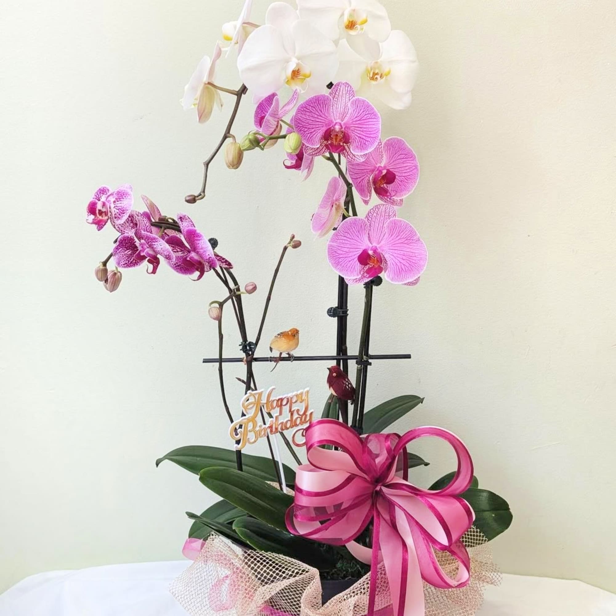 A beautiful and classic single stem purple/colored orchid. Perfect for all occasions