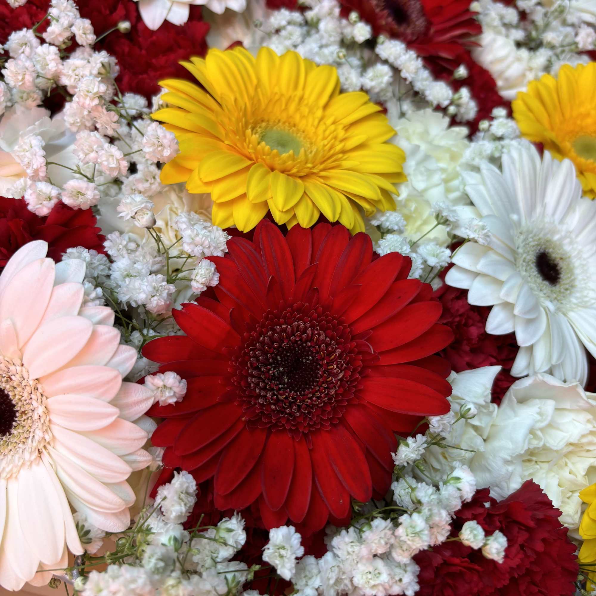 Mixed gerbera daisies in red, yellow, white, and pink