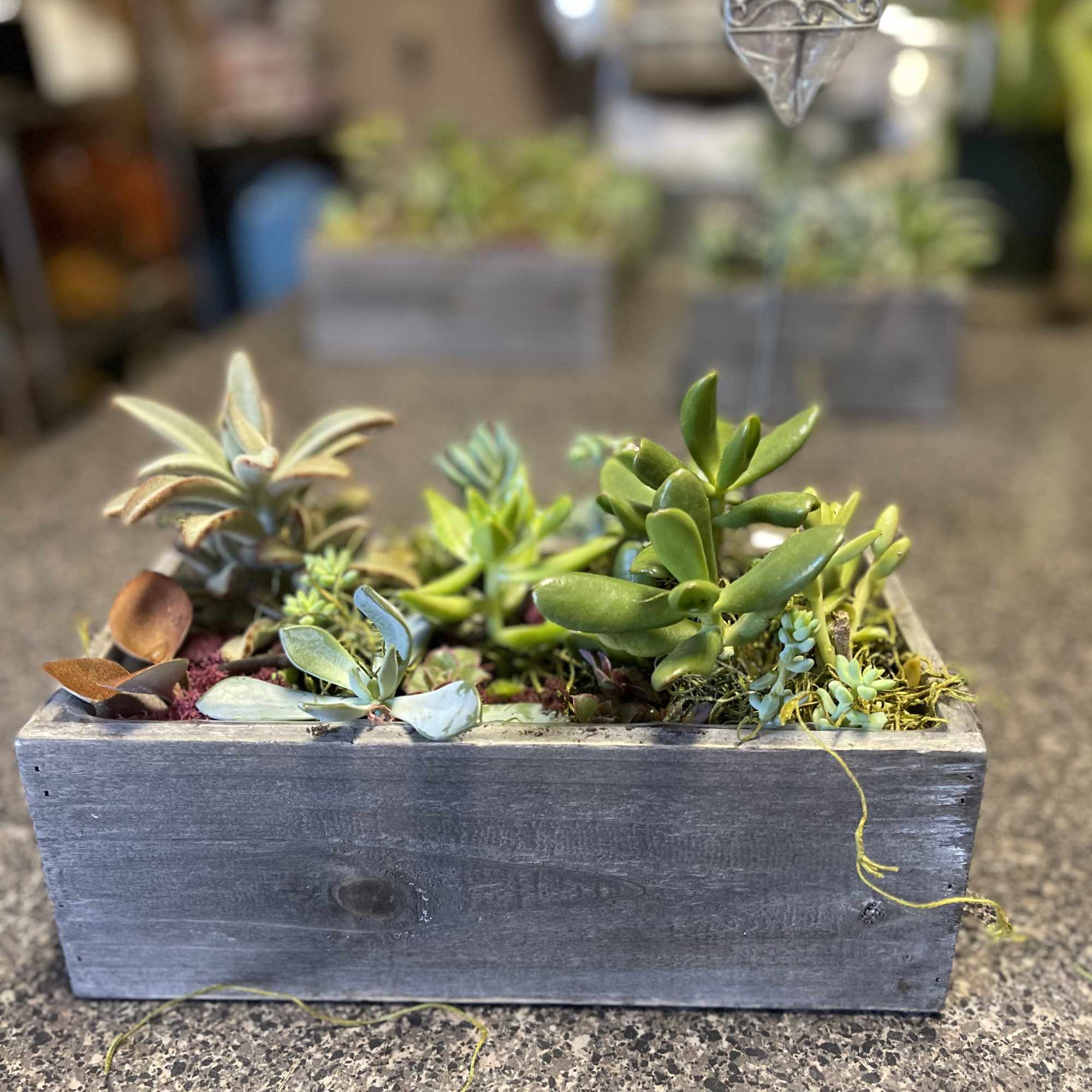 Succulent arrangement in a rectangular wooden planter