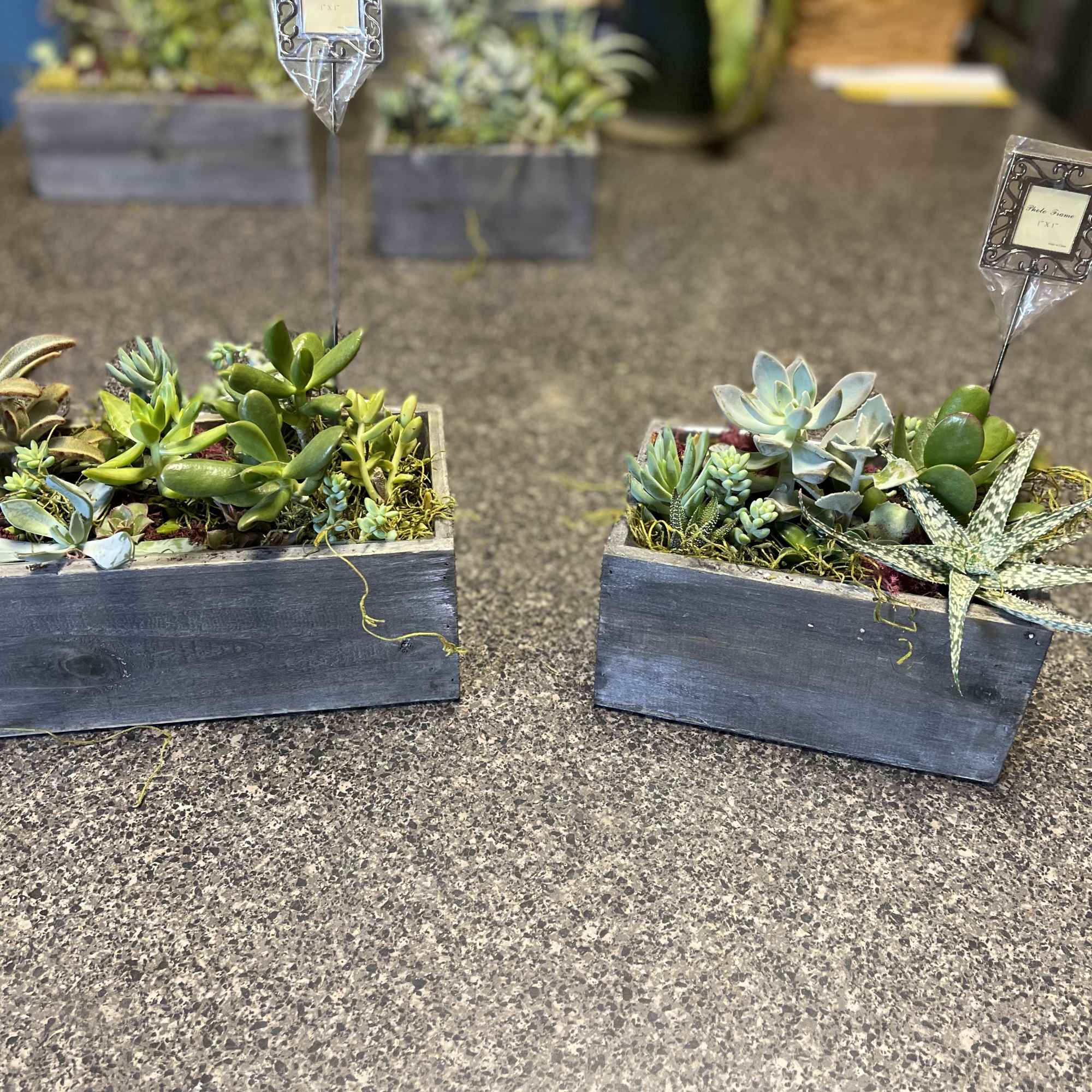 Two rectangular succulent planters in weathered wooden boxes