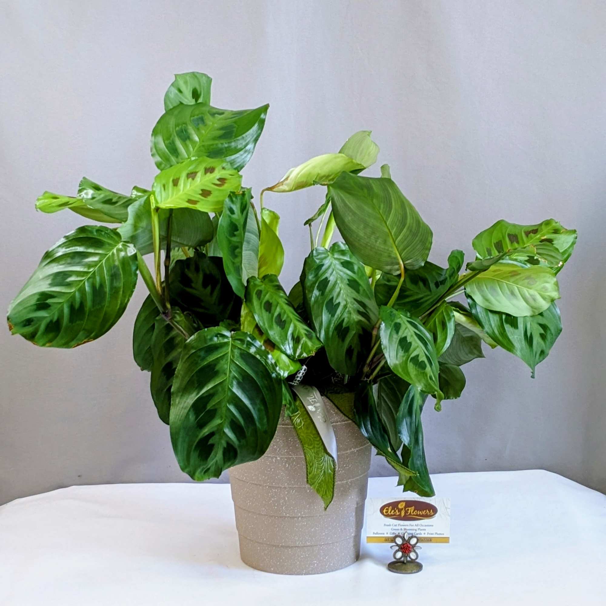 The Prayer Plant is a vibrant, low-maintenance houseplant known for its striking