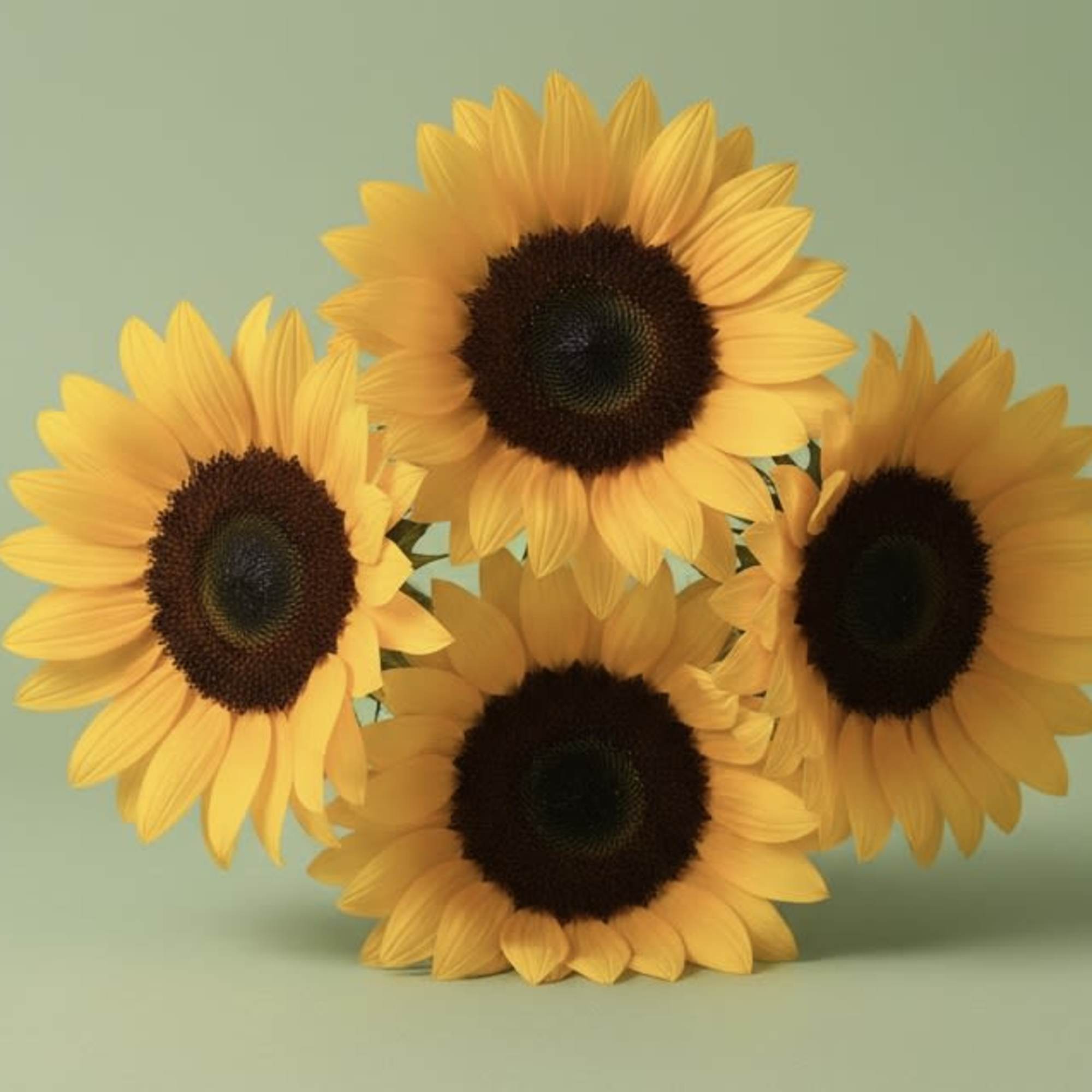 Bold sunflowers clustered in a clean, modern arrangement make an unforgettable everyday