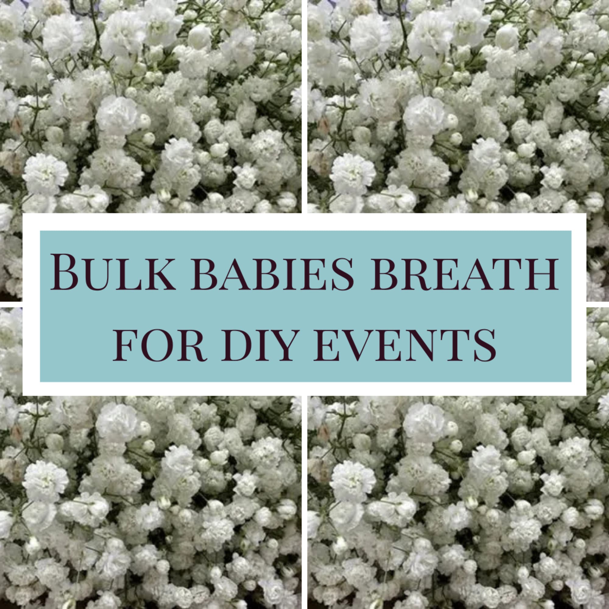 Bunches of bulk white babies breath. Perfect for your DIY weddings, baby