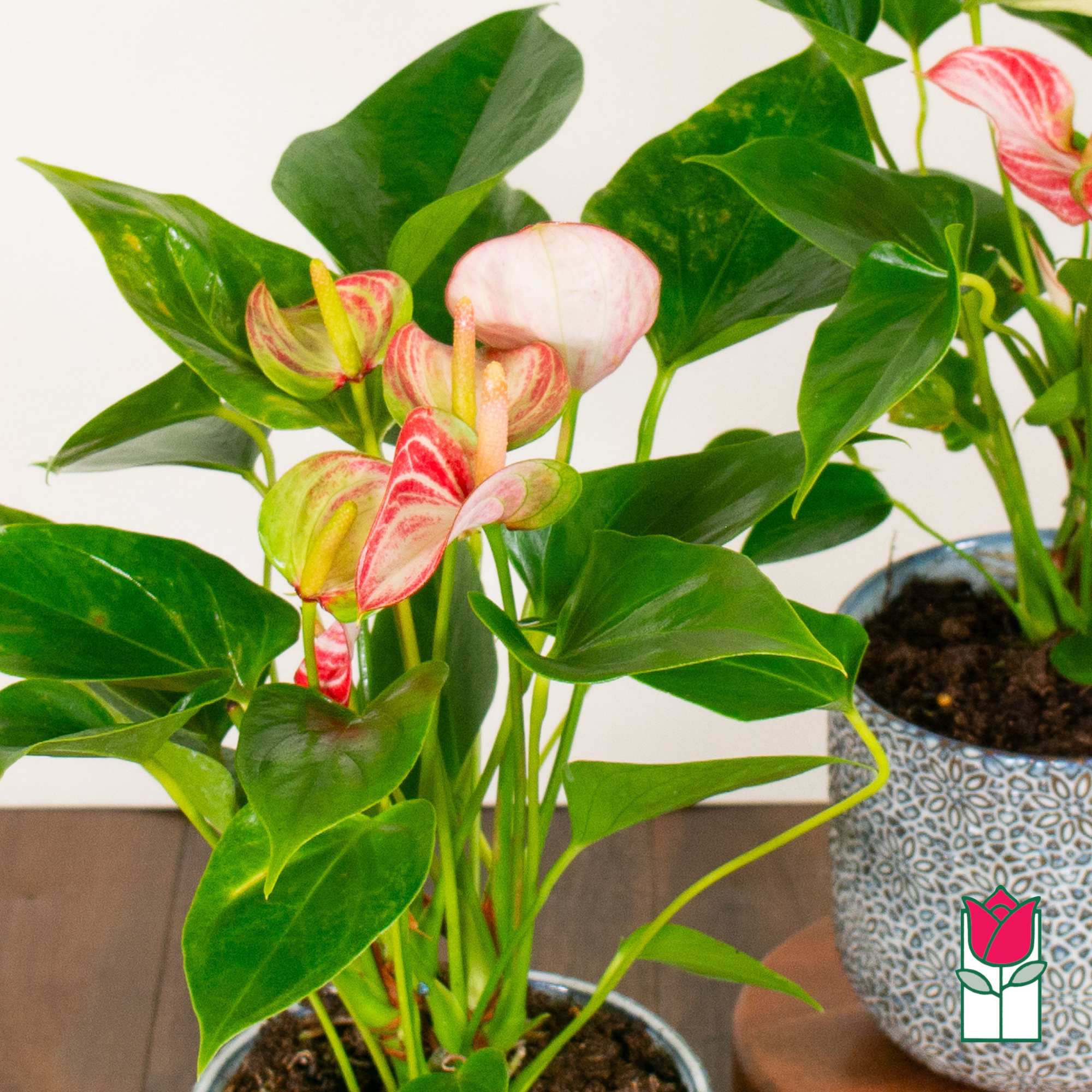 Discover the exciting Anthurium Plant selection at Beretania Florist &ndash; a captivating