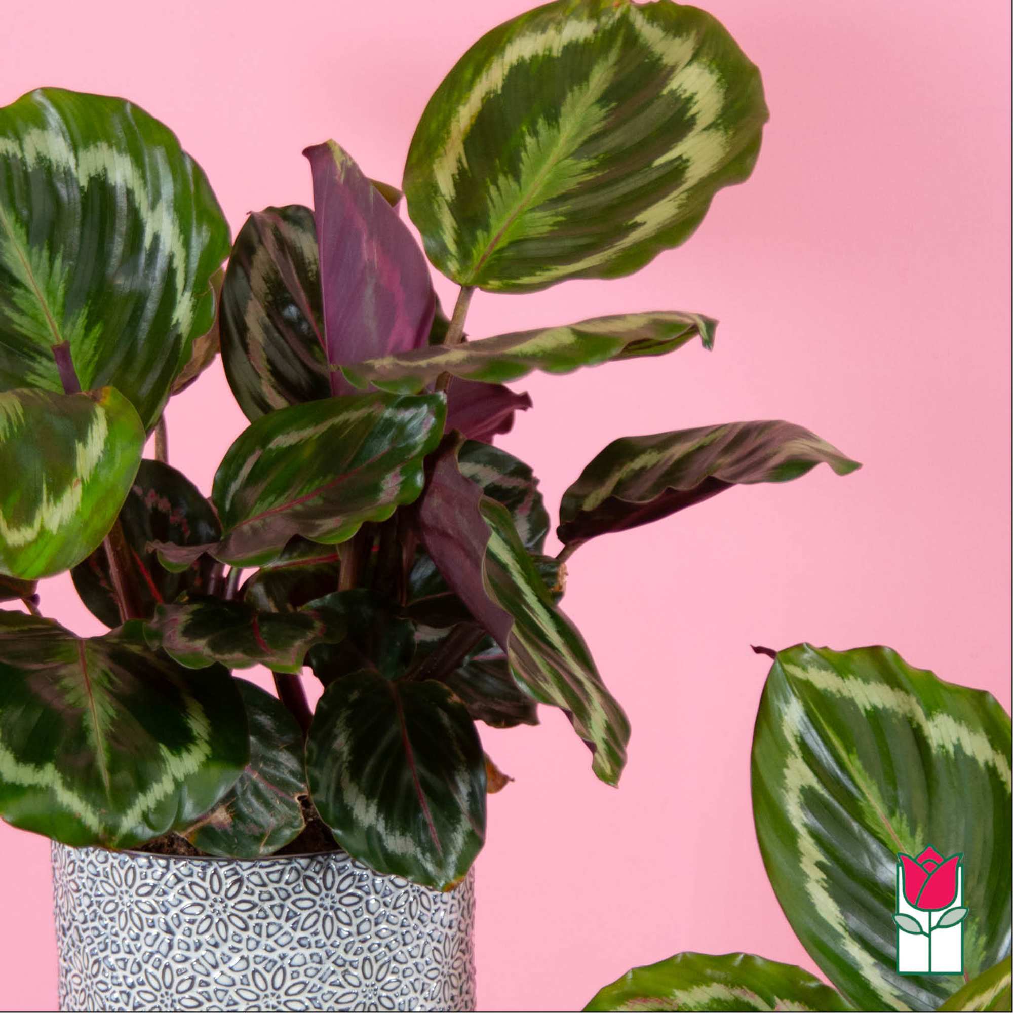 Potted plant with large patterned green and purple leaves in a decorative container