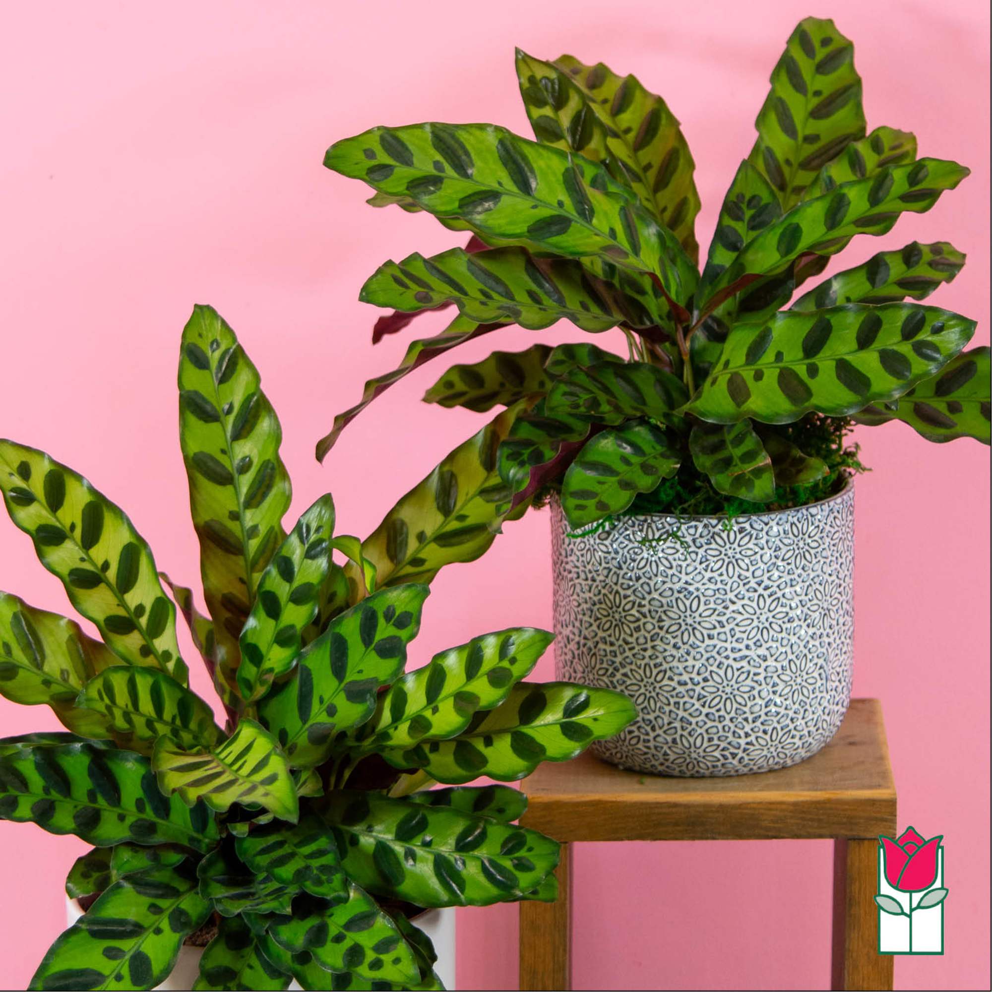 Two potted plants with patterned green leaves on a pink background