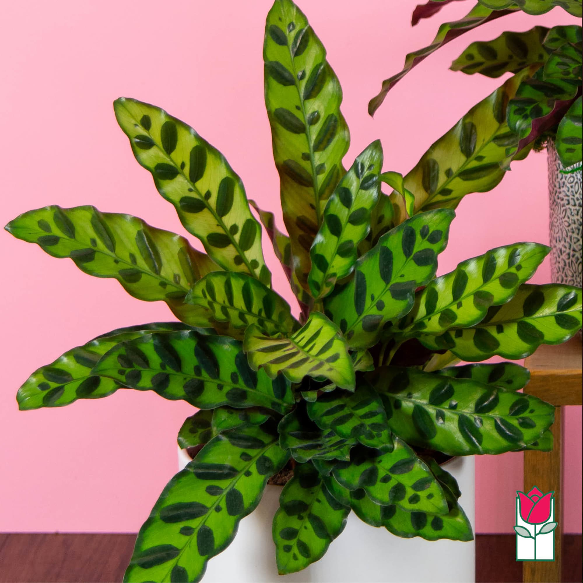 Potted plant with long green patterned leaves in a white container