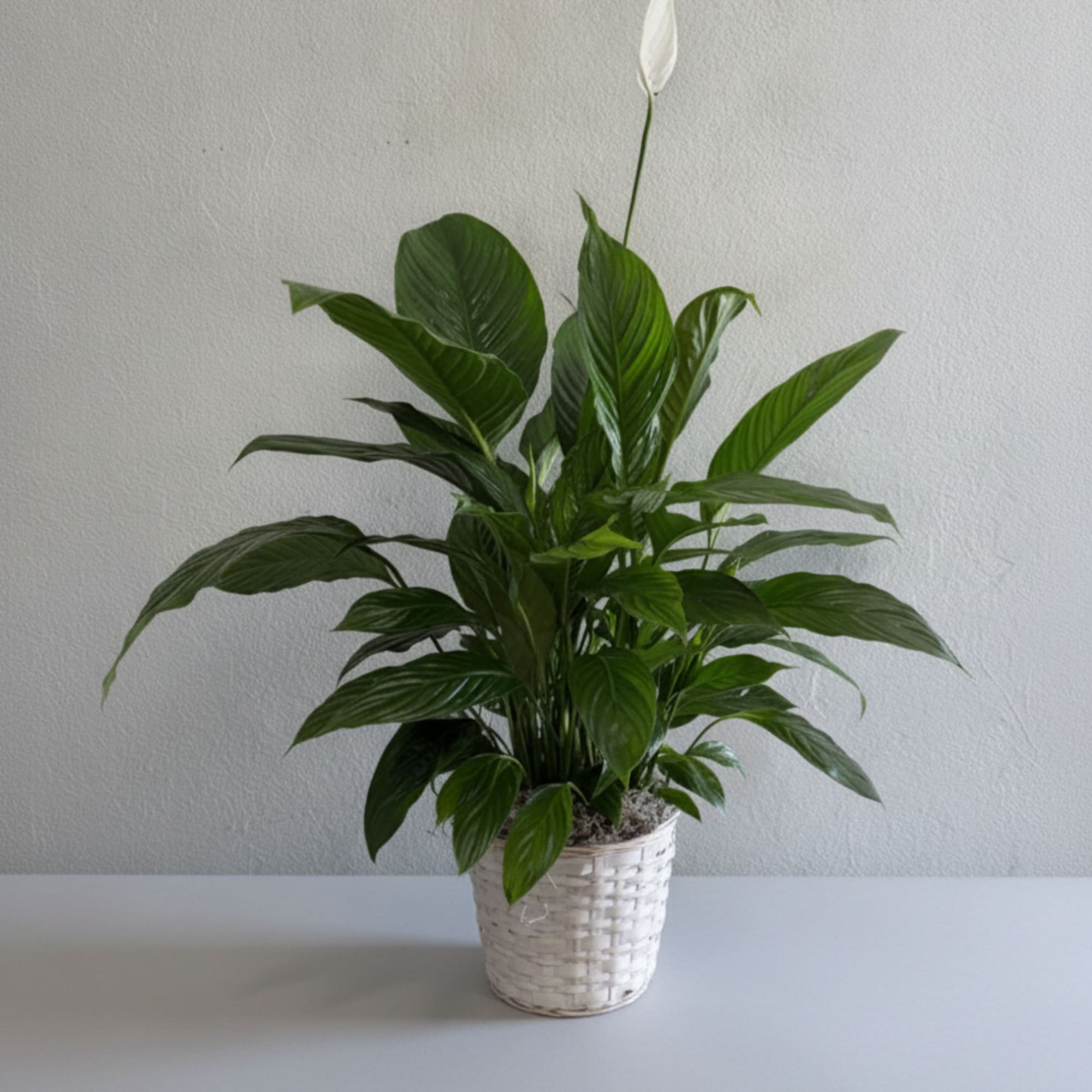 A single, sculptural peace lily plant makes a quietly powerful statement -