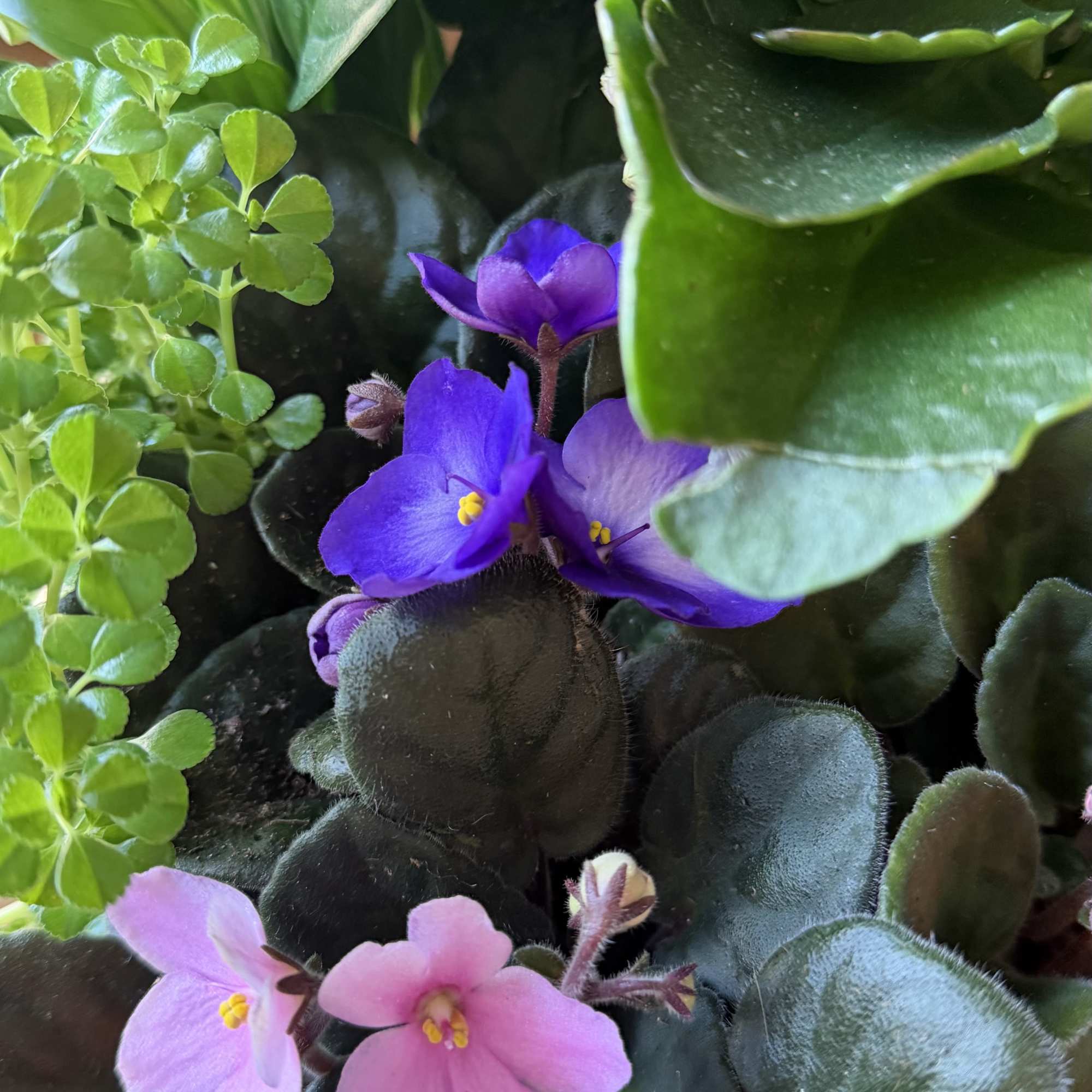A lovely mix of flowering and green plants arranged together in a, photo 3 of 3