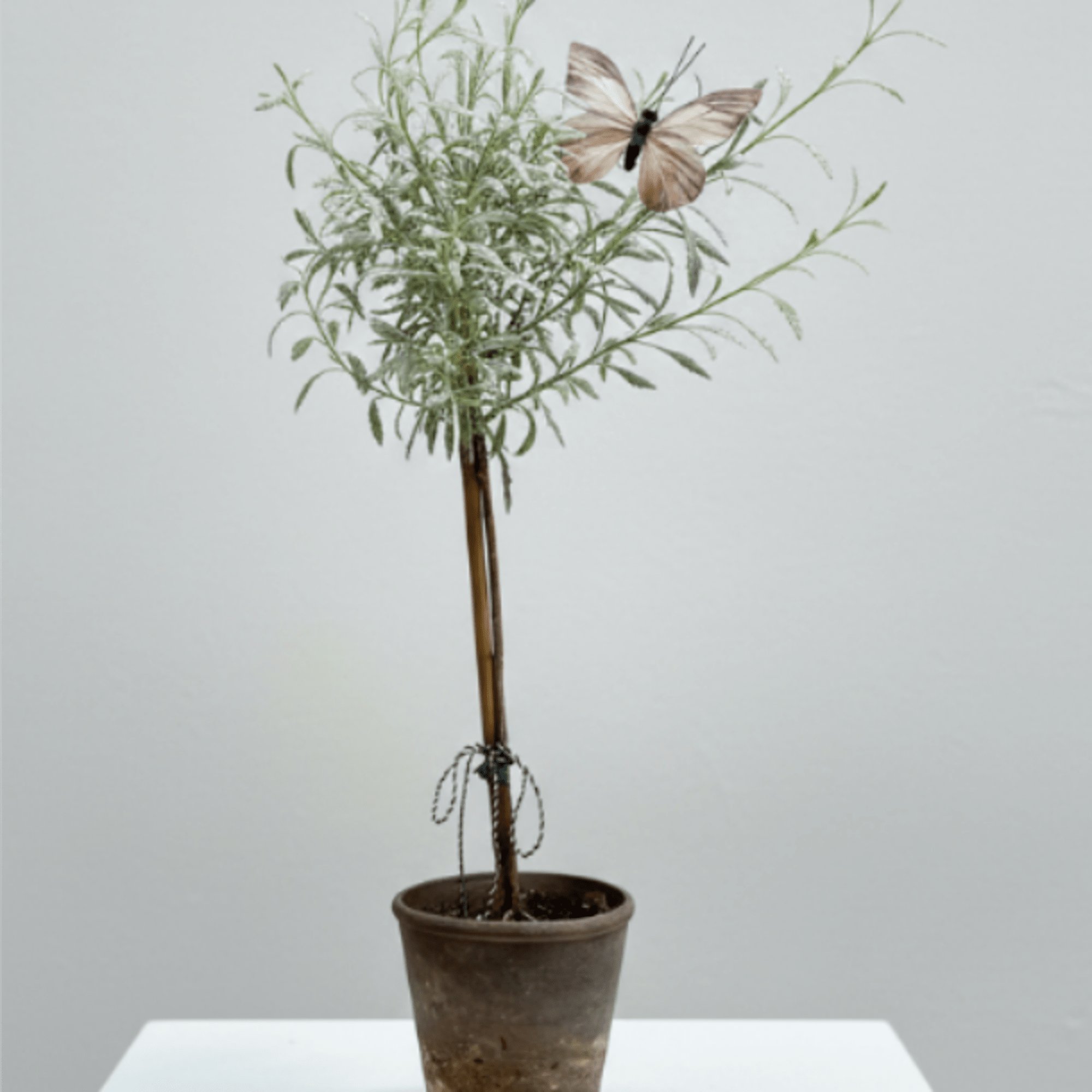 Tall Lavender Topiary with butterfly