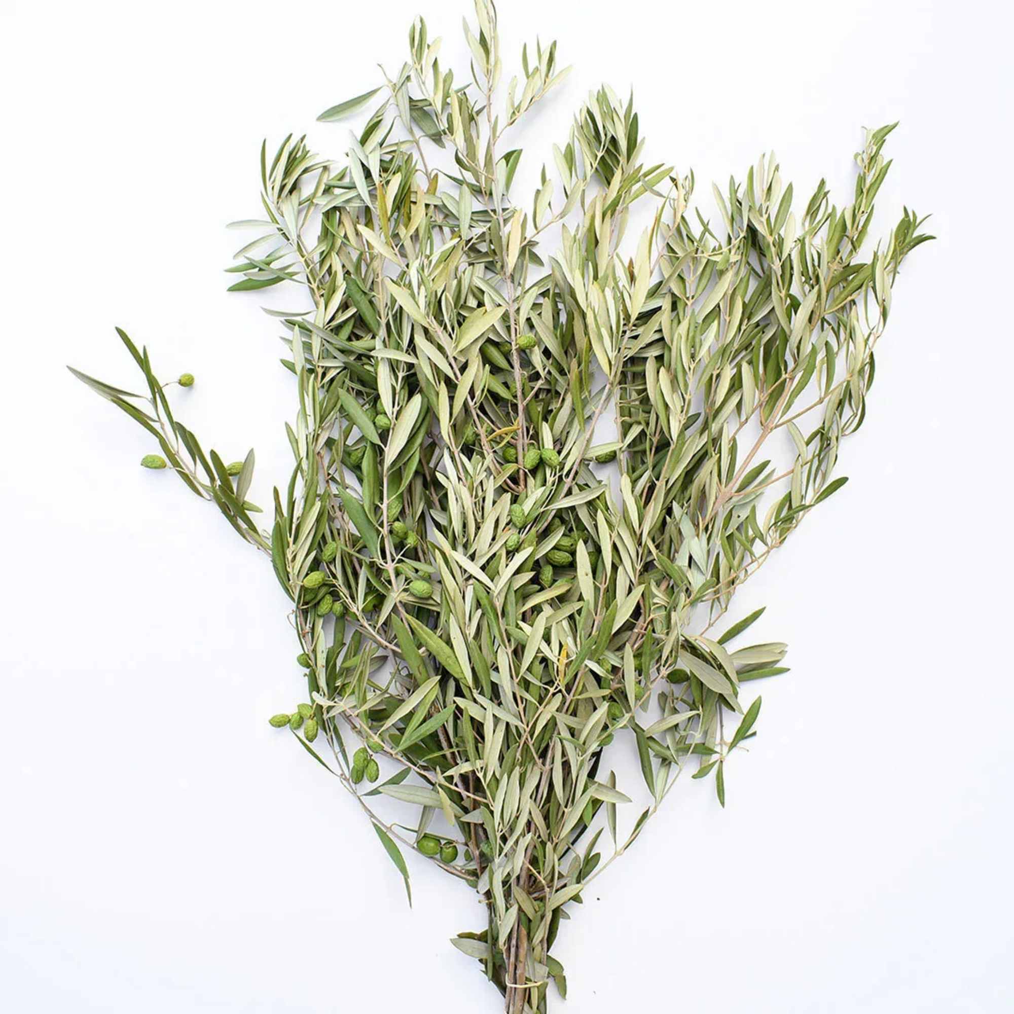 Bundle of olive branches with narrow green-gray leaves and small green olives