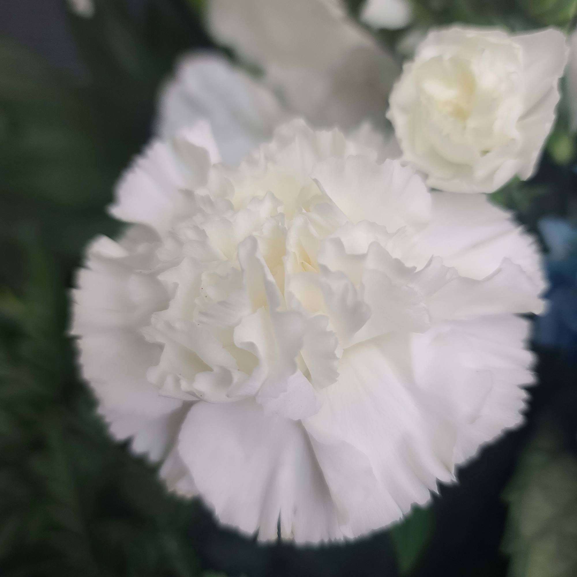 Close-up of white carnations with ruffled petals