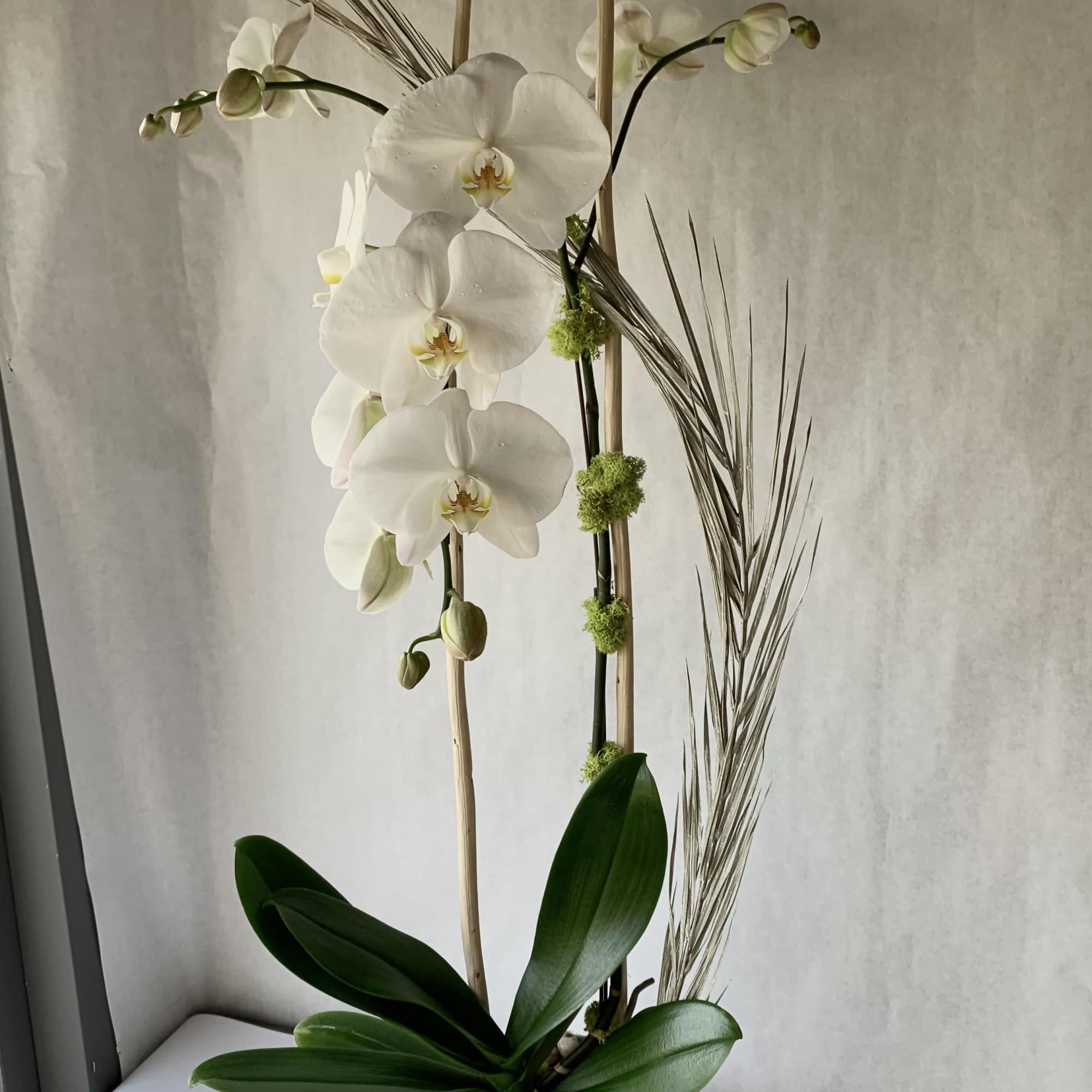 White orchid arrangement in a woven pot with tall decorative reeds