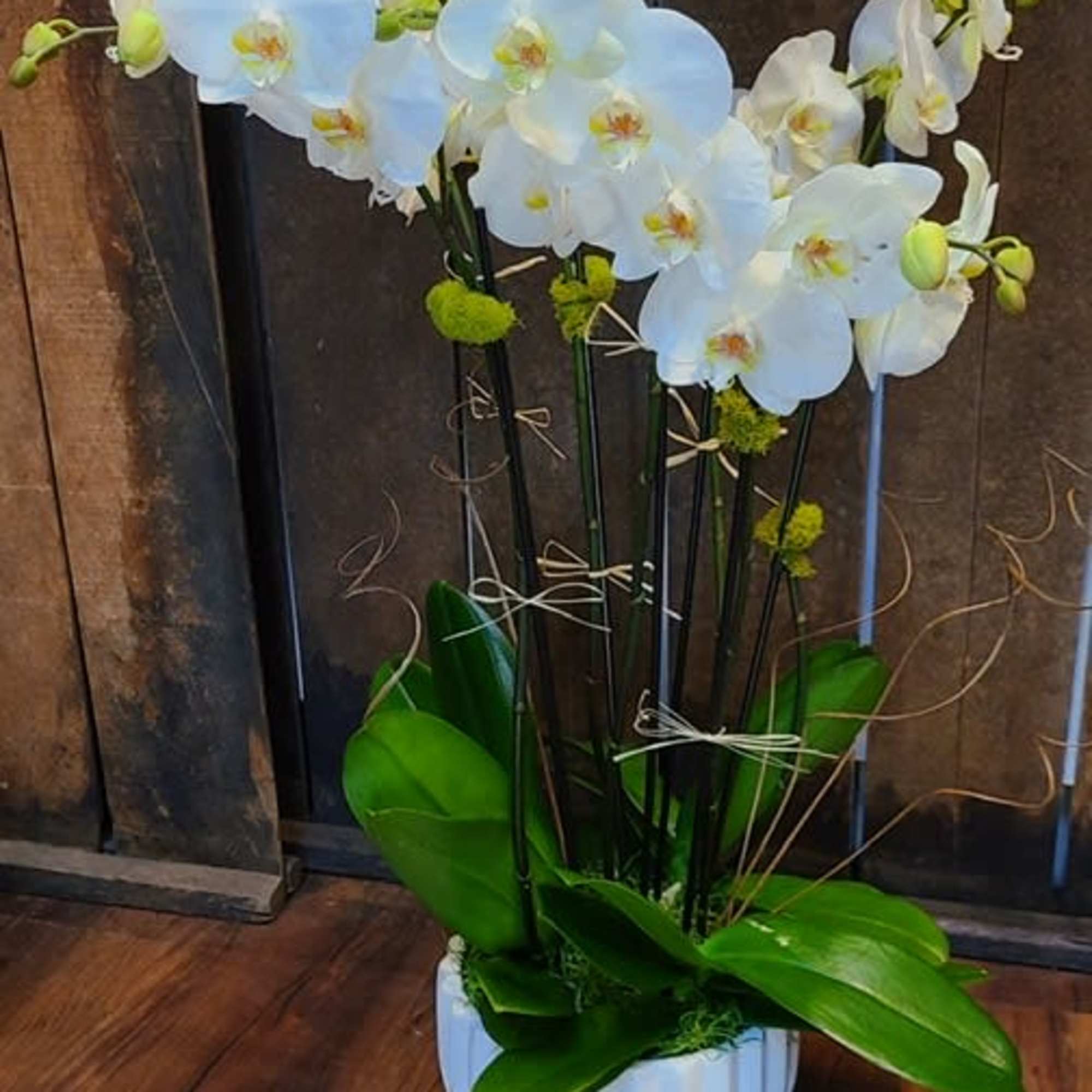This arrangement consists of 3 double stemmed orchids, arranged in a white