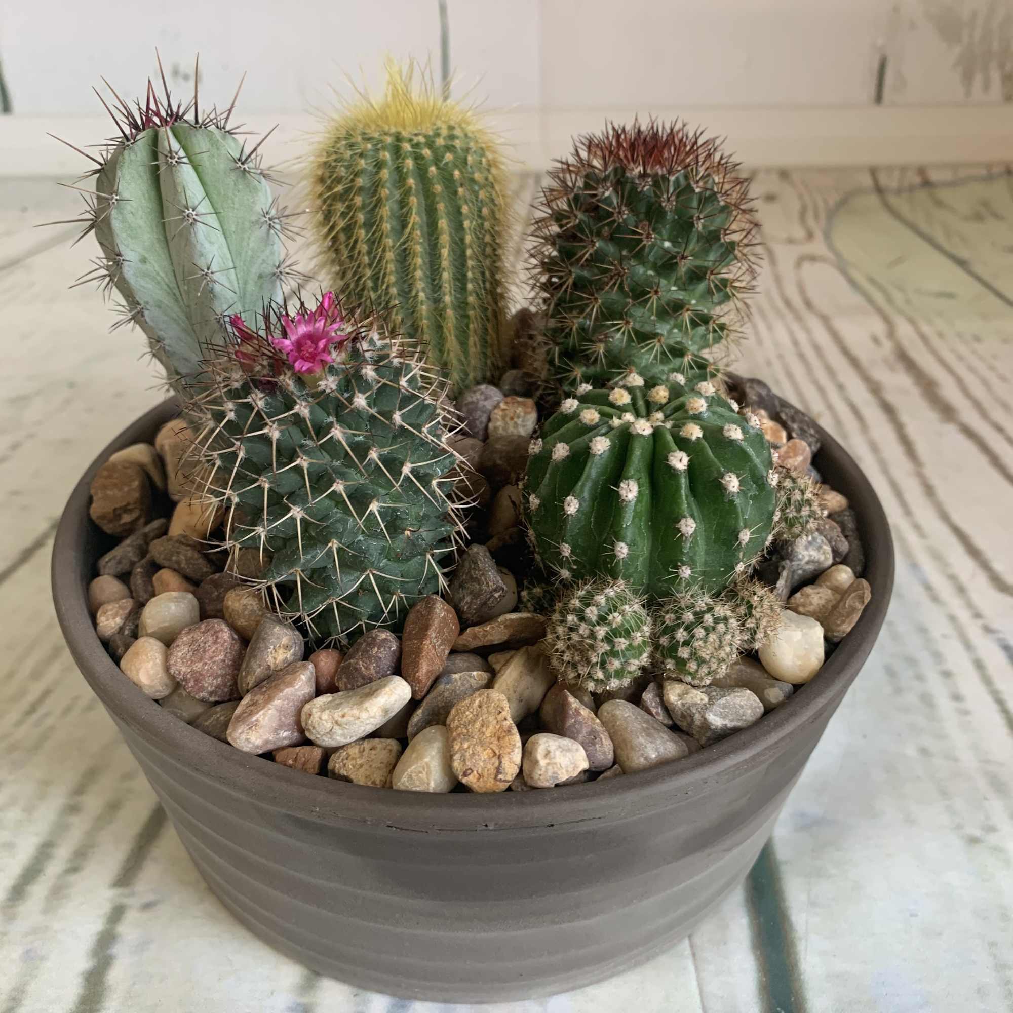 Potted cactus arrangement with several small cacti and decorative stones