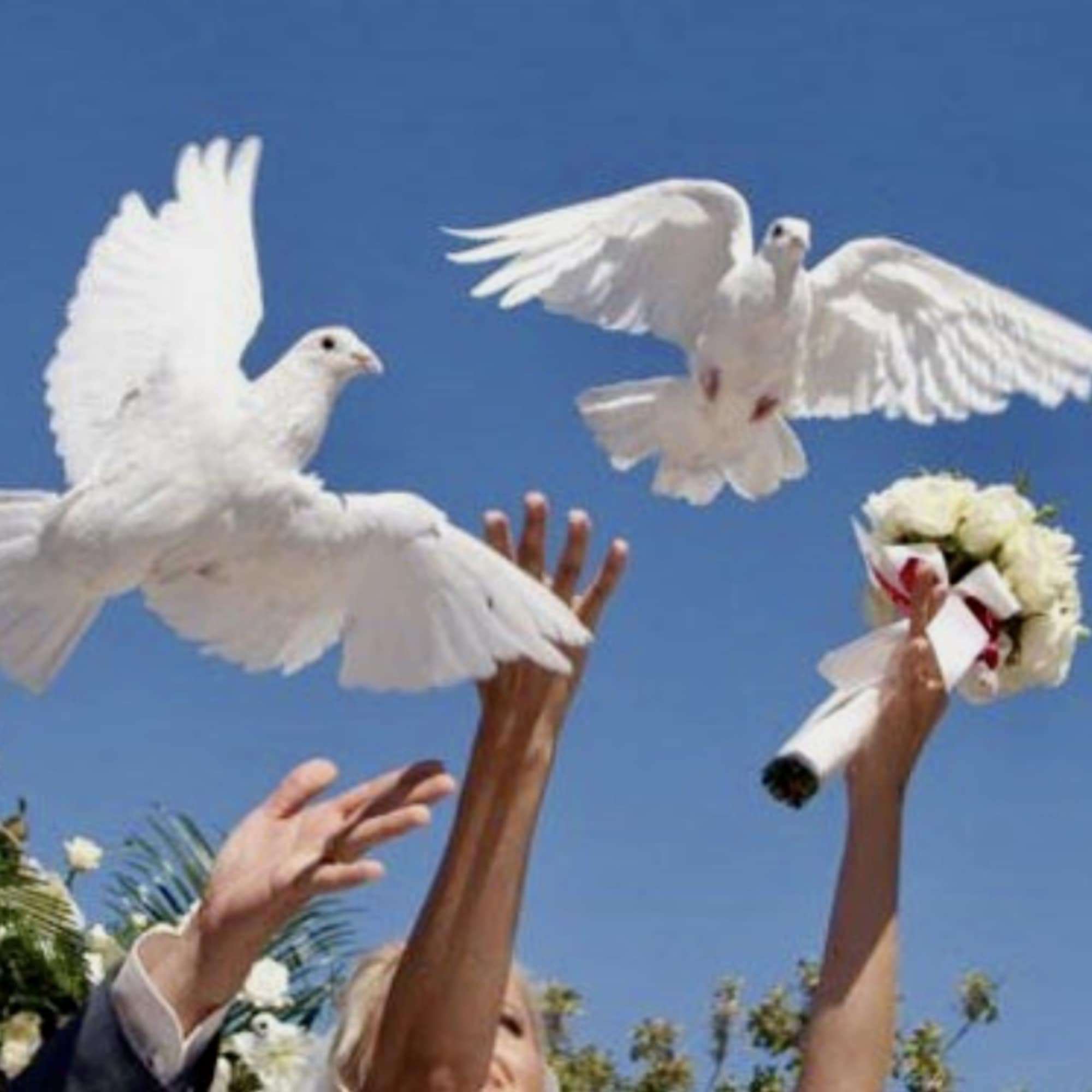 A gentle white ,grey dove taking flight creates a quietly powerful moment