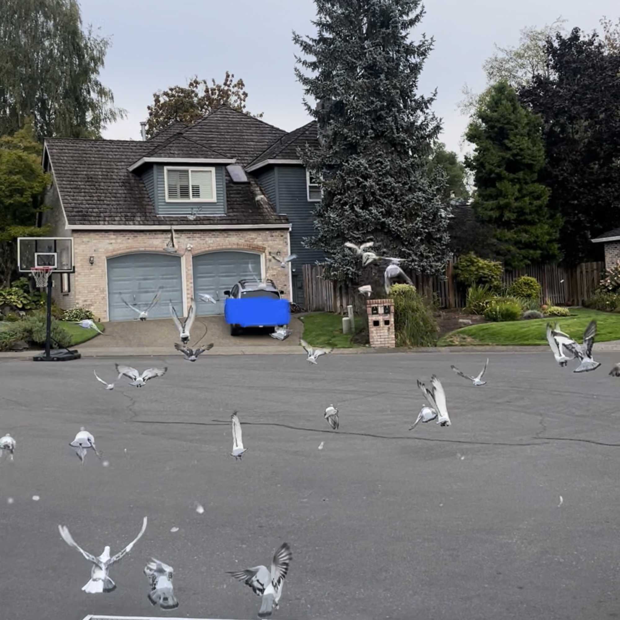 A gentle white ,grey dove taking flight creates a quietly powerful moment