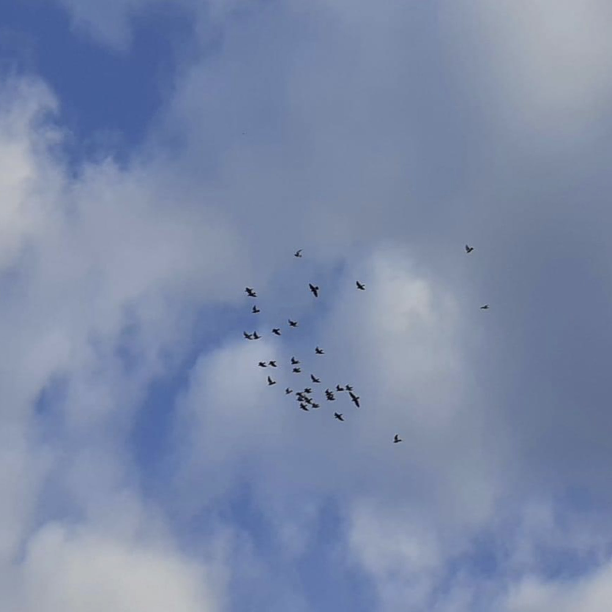 A gentle white ,grey dove taking flight creates a quietly powerful moment