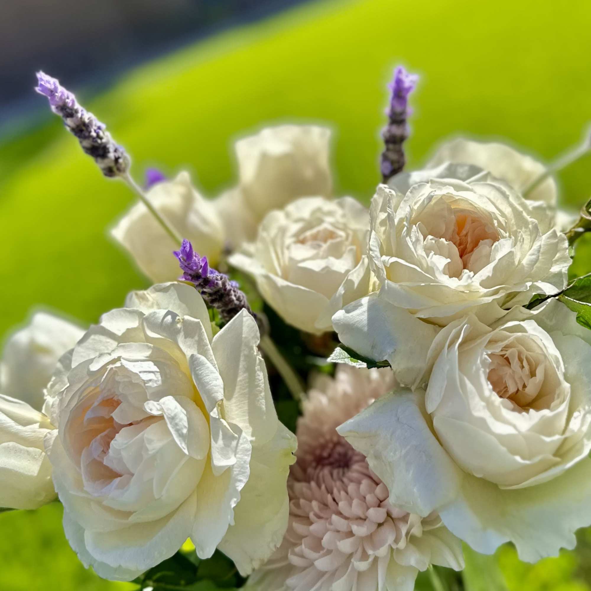  The Classic Dozen Roses is a timeless bouquet of twelve premium