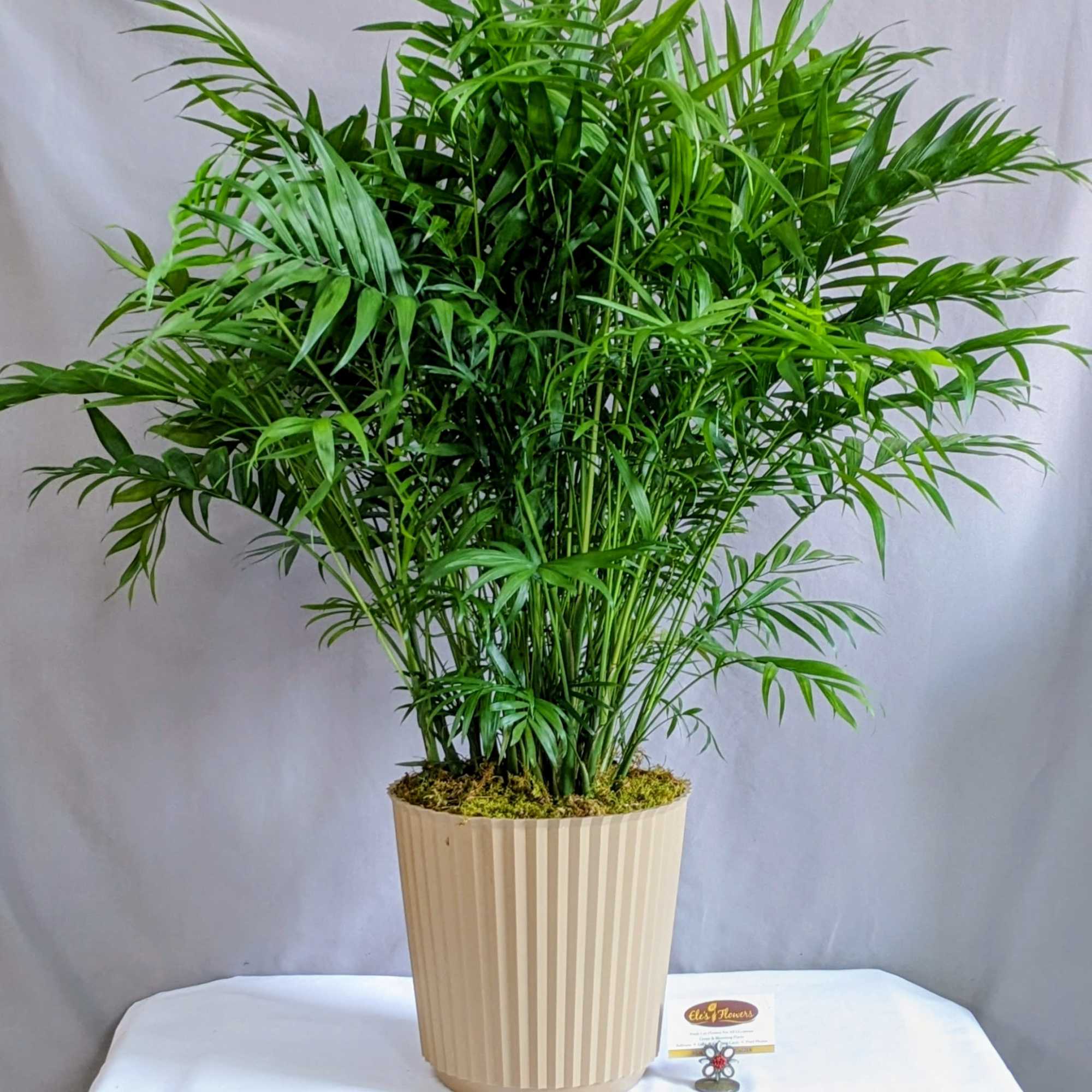 The Bella Palm is a charming and elegant plant that adds a