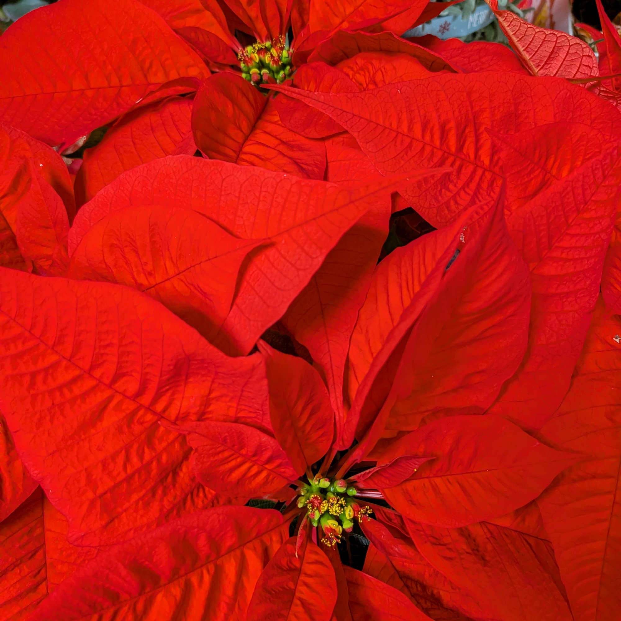 **Product Name:** Holiday Decor Collection

**Description:** Elevate your home this season with our