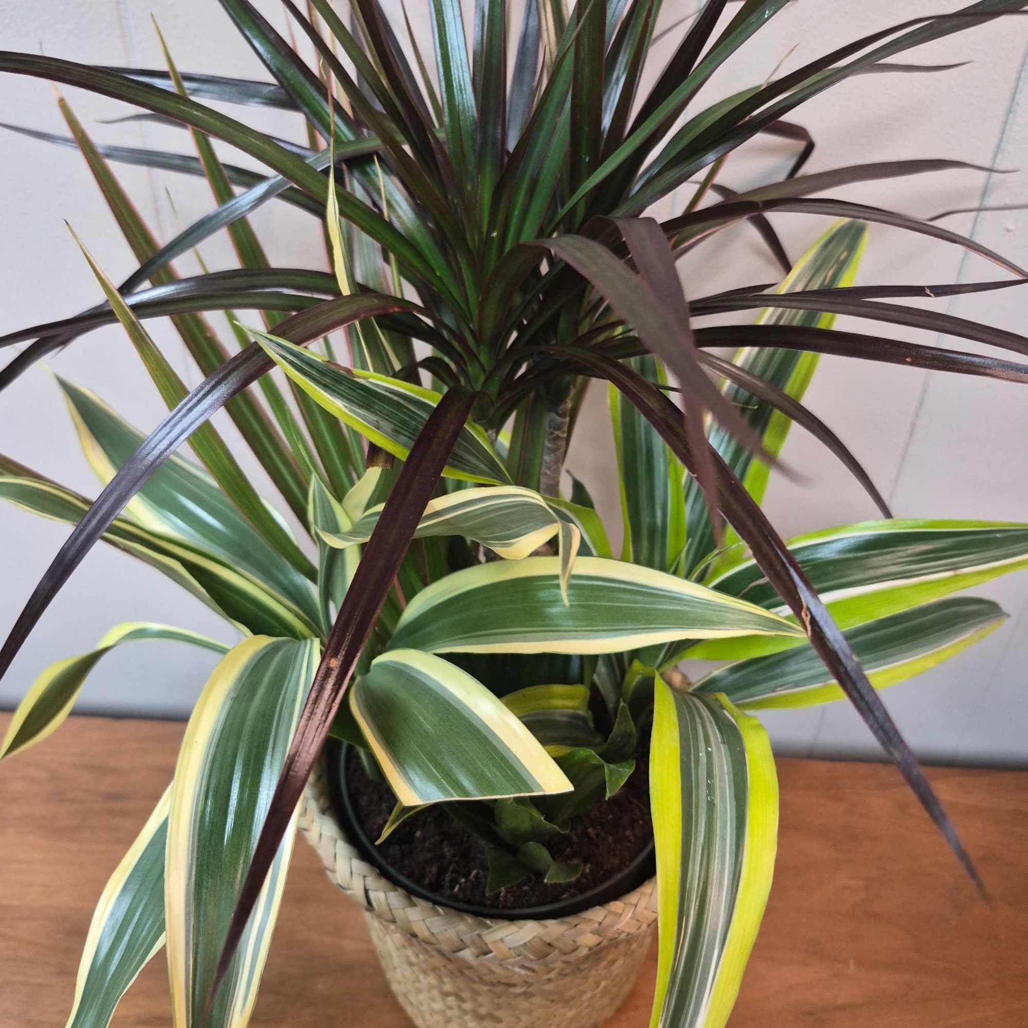 Lush Plant Combination in a 6" basket