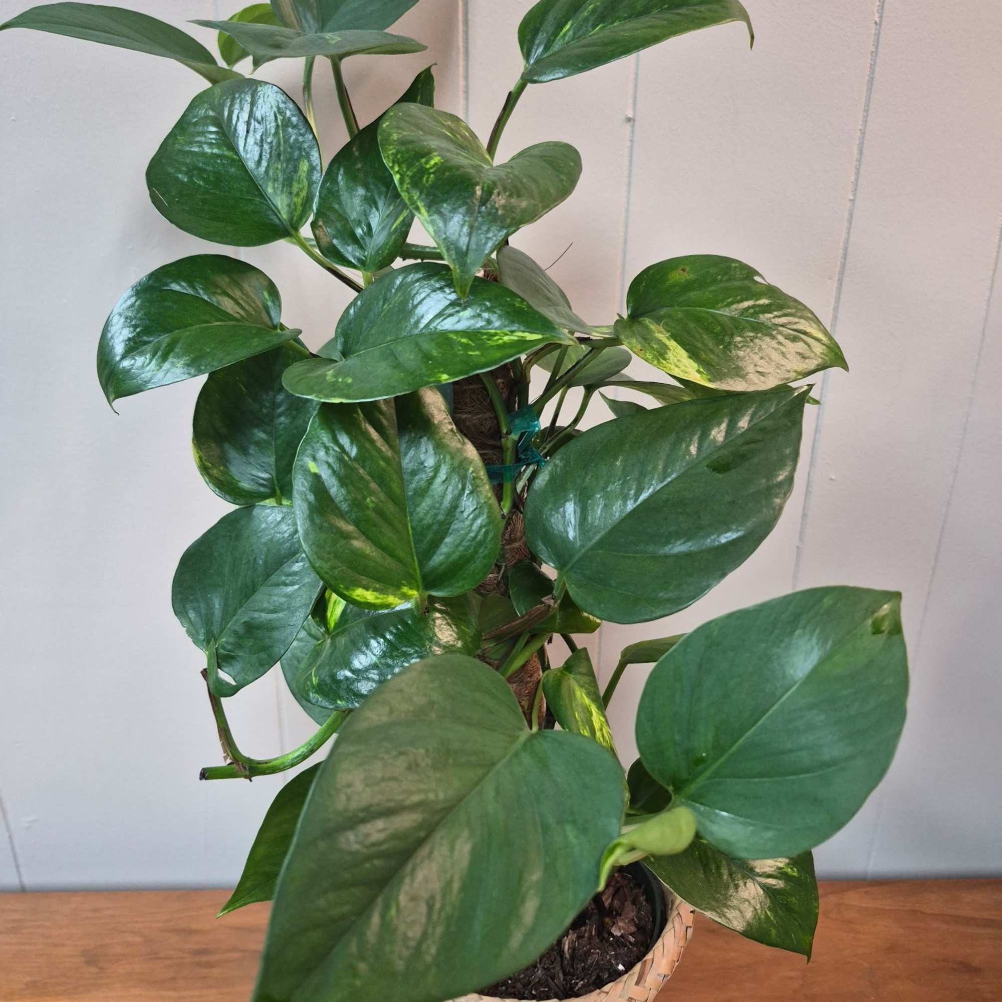 Gorgeous 6" Pothos plant in a woven basket