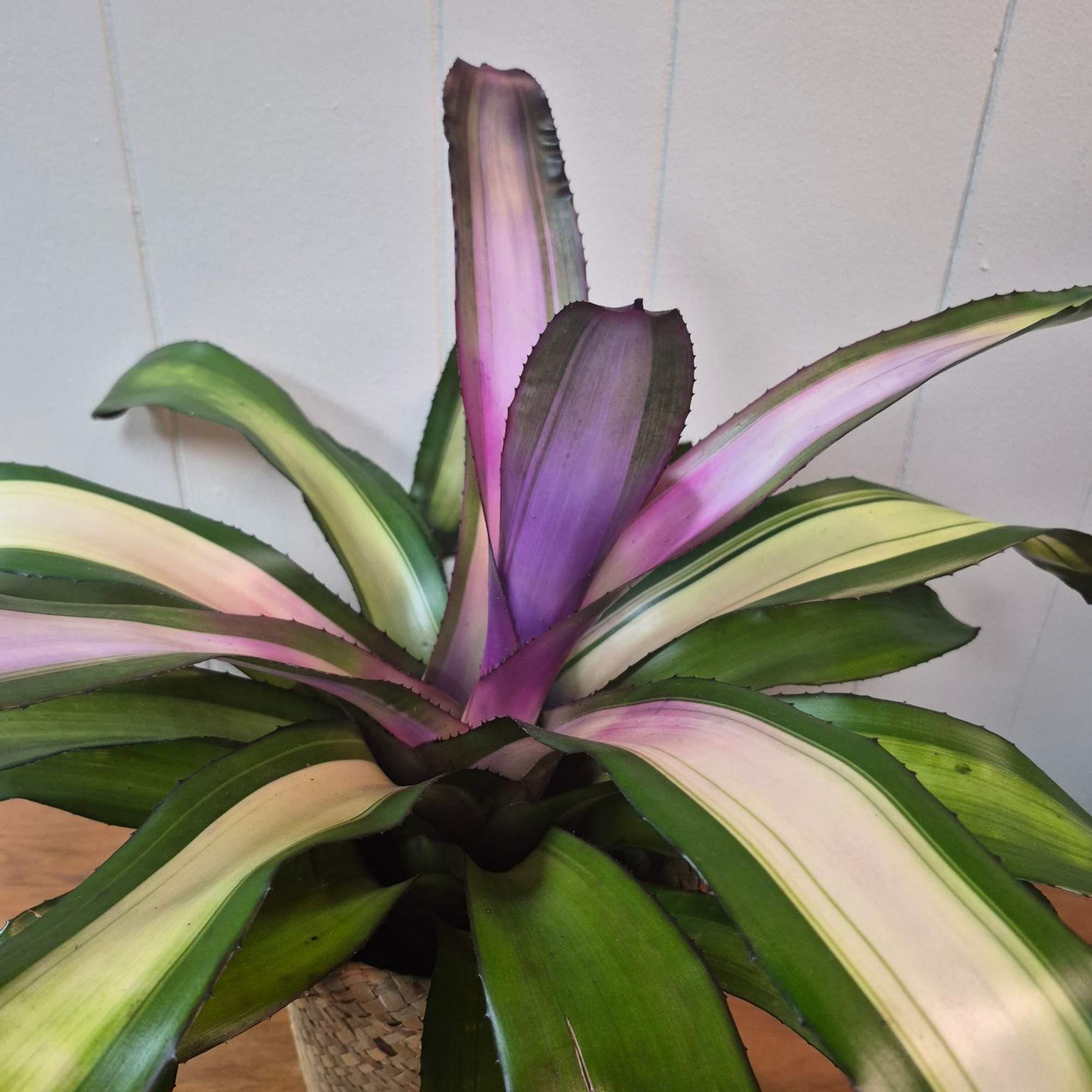 This potted bromeliad in a woven basket planter makes a great housewarming