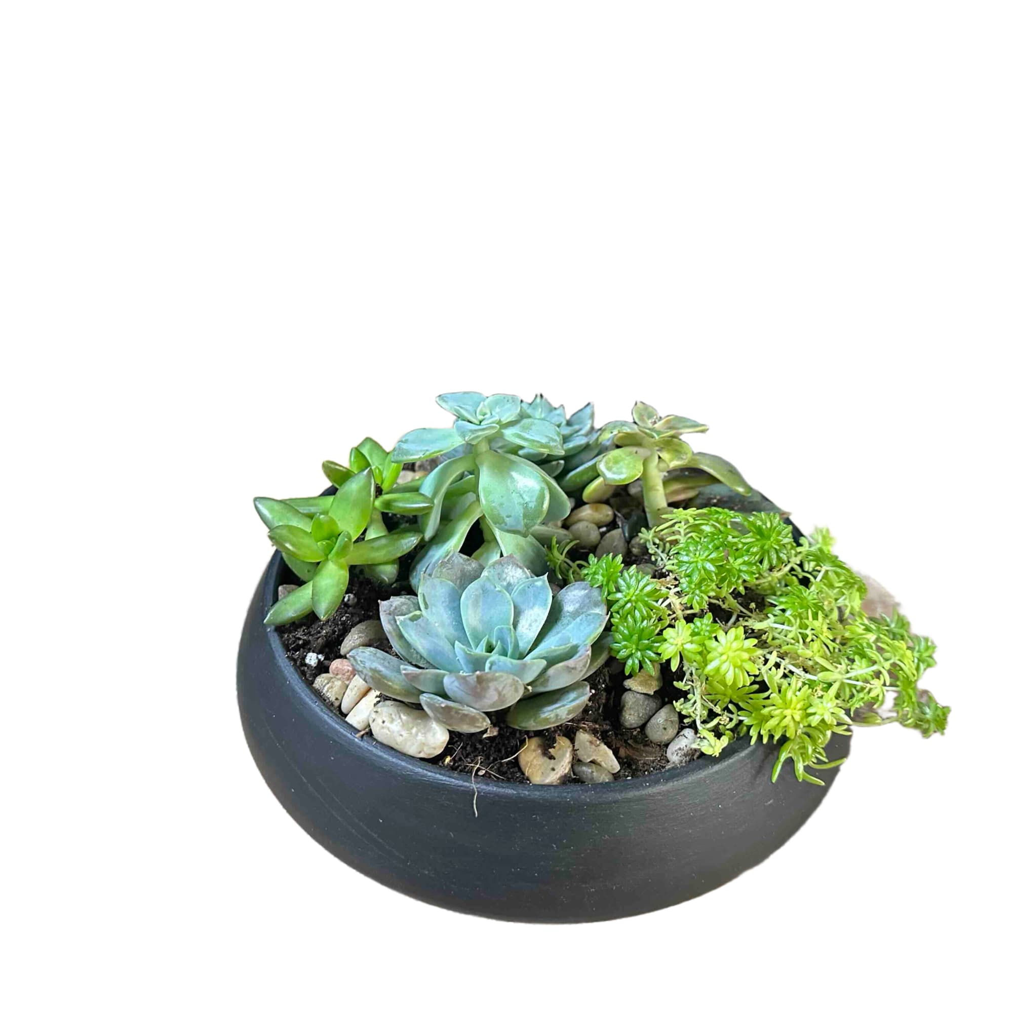 Variety of succulents in a ceramic container