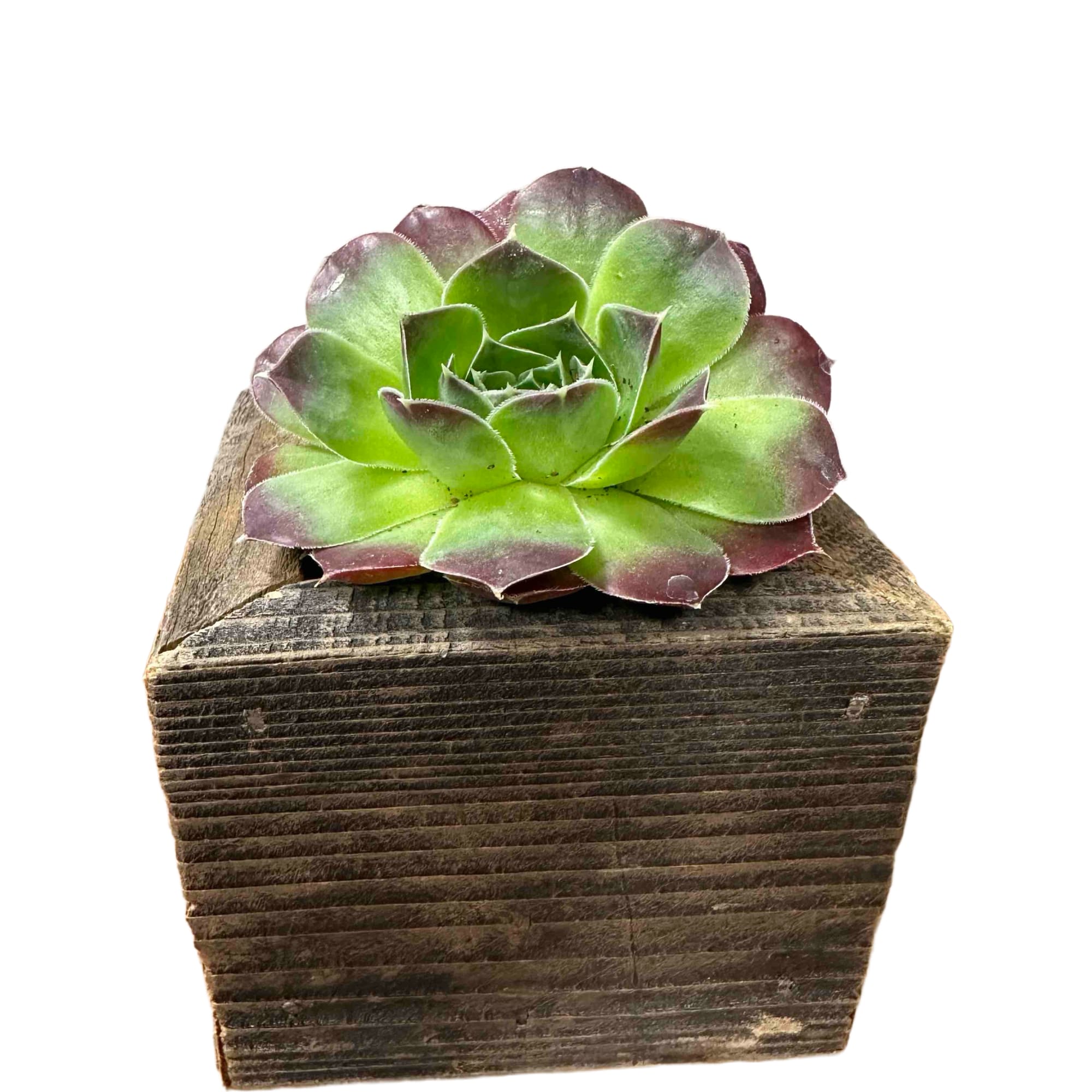 3"x3" box with a 2" succulent. Available succulents may vary.