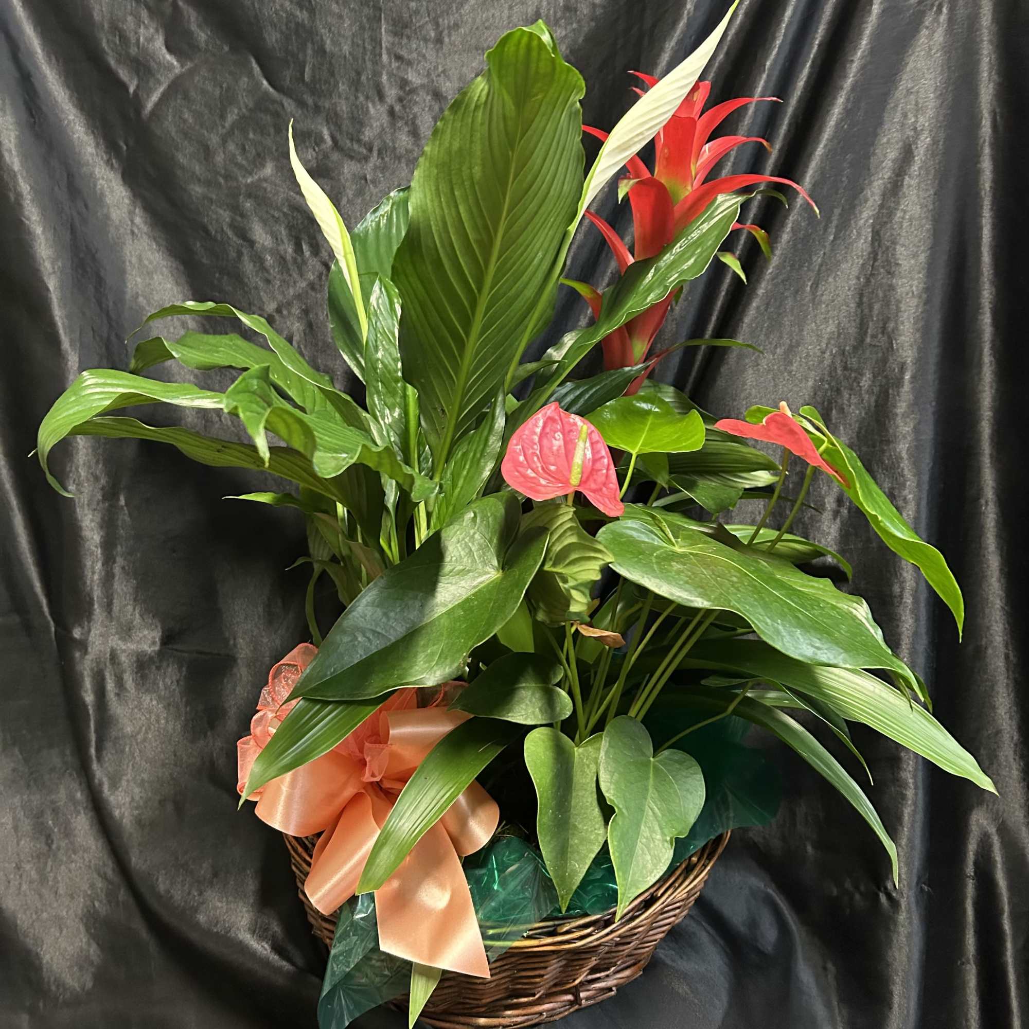 BLOOMING ANTHURIUM, BROMELIAD &amp;  large diffenbachia plant in a Large Honey
