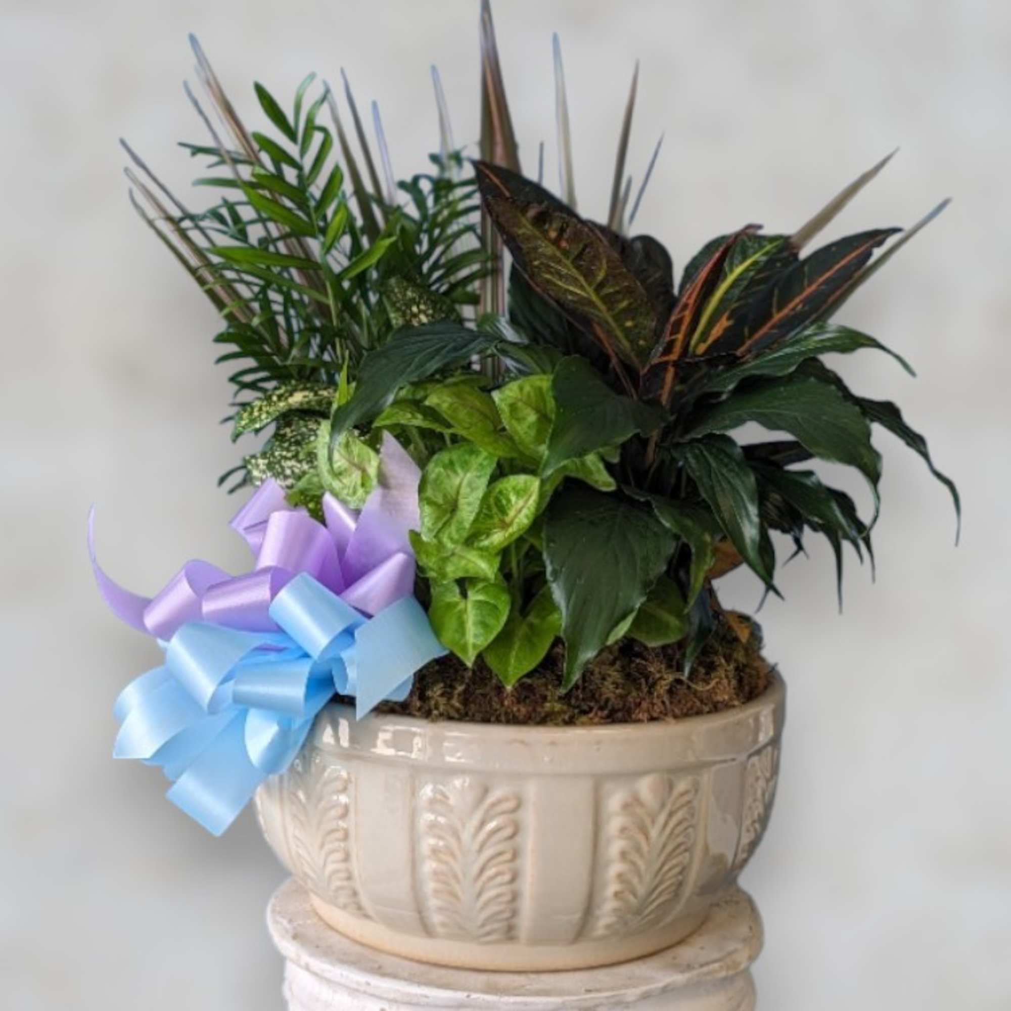 Potted green plant arrangement with a decorative bow
