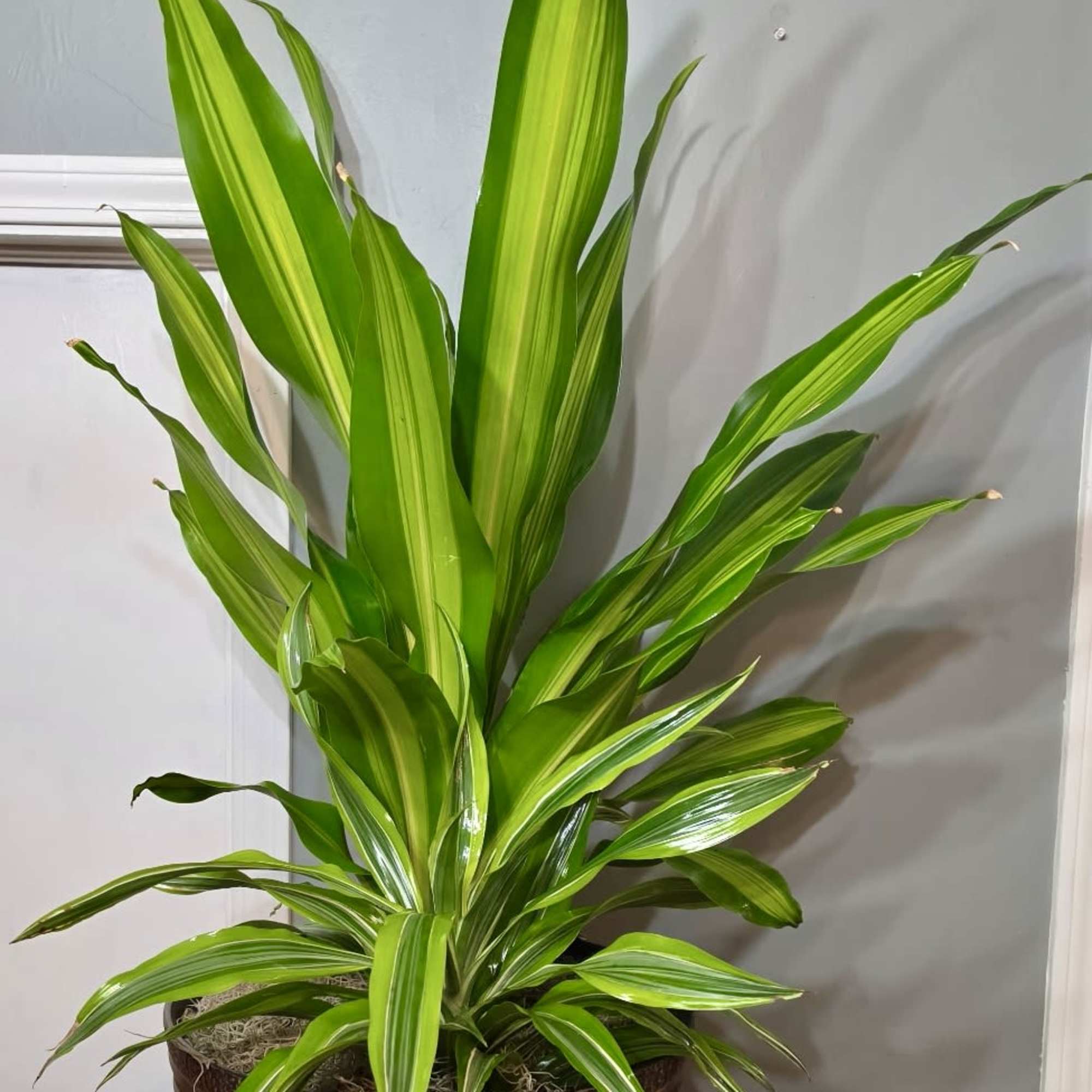 A bold, architectural houseplant pairing perfect for housewarming, thank-you, or just-because gifting-the